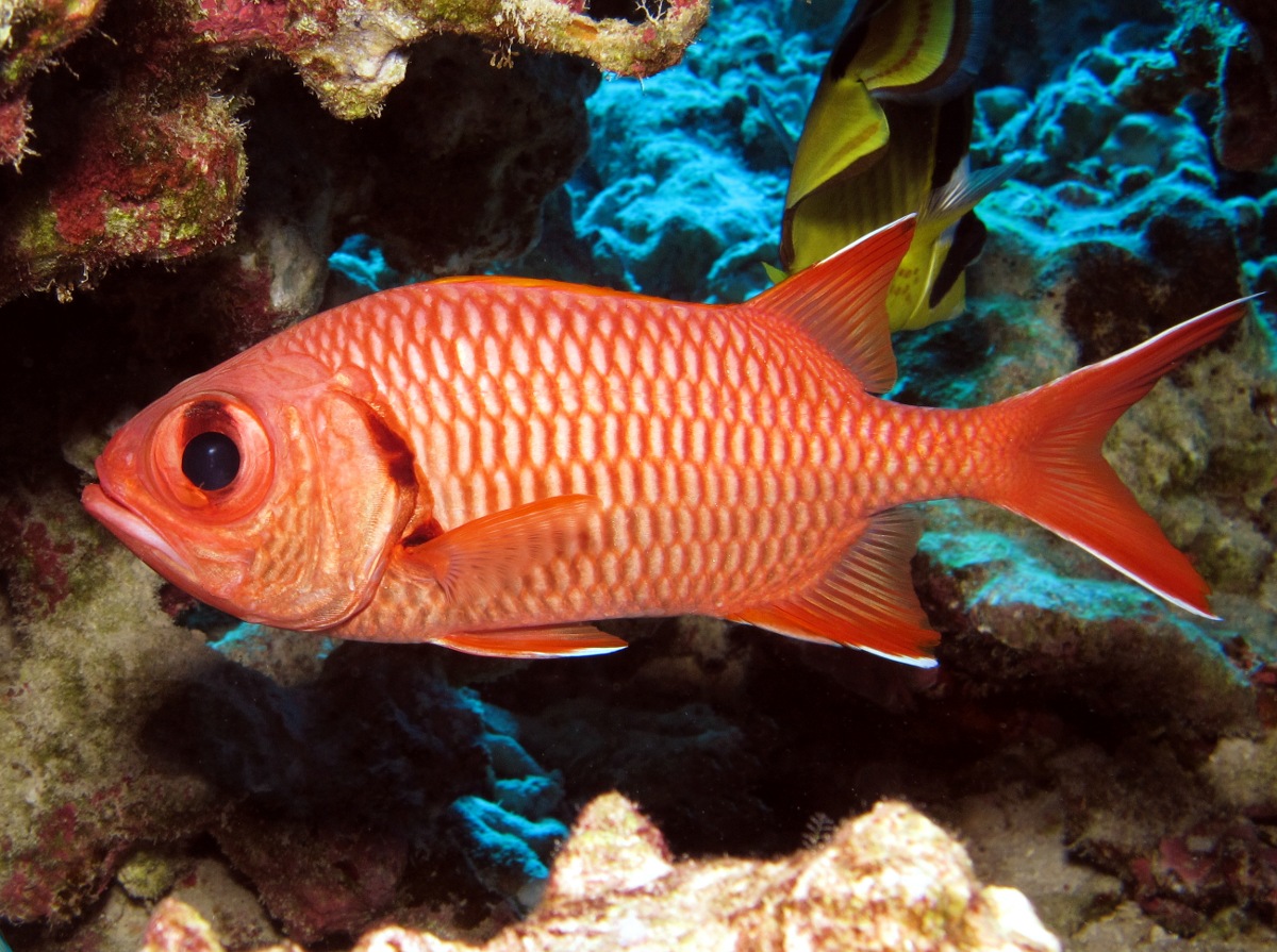 Bigscale Soldierfish - Myripristis berndti