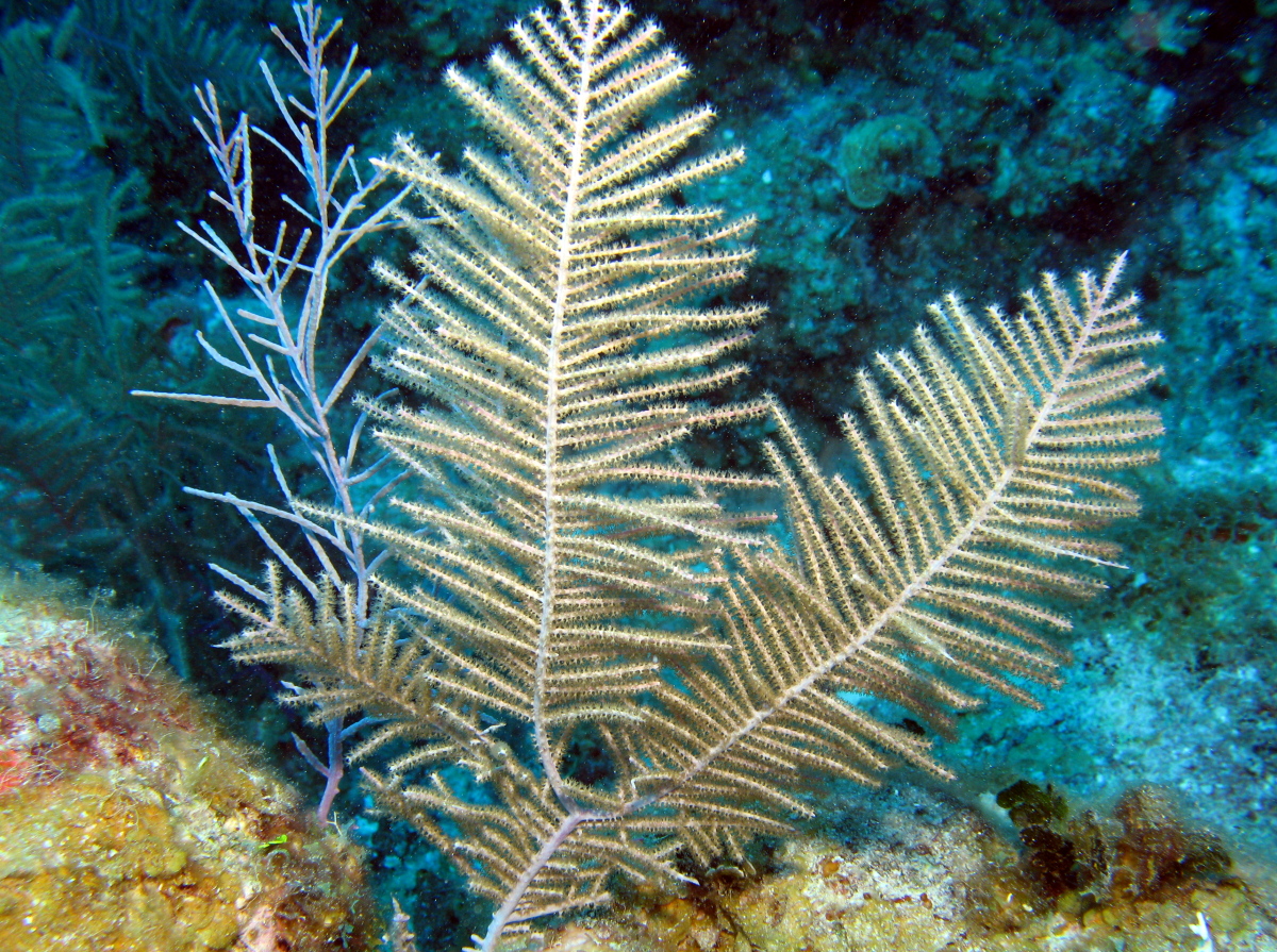Bipinnate Sea Plumes - Antillogorgia bipinnata - Grand Cayman