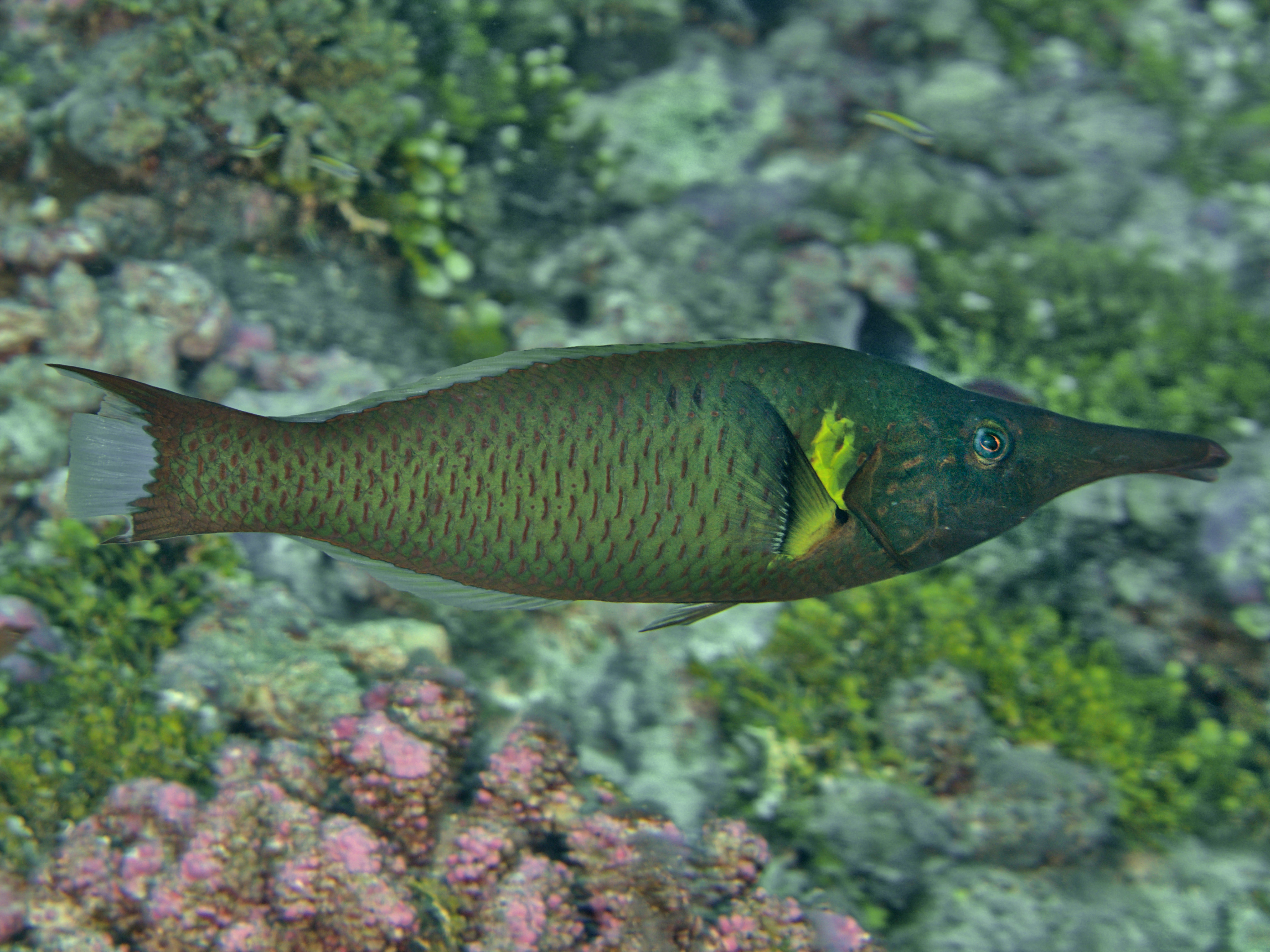 Pacific Bird Wrasse - Gomphosus varius
