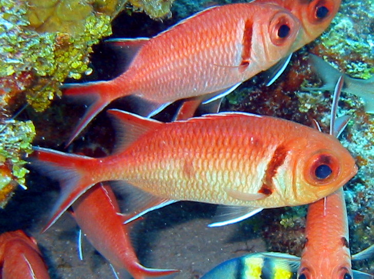 Blackbar Soldierfish - Myripristis jacobus