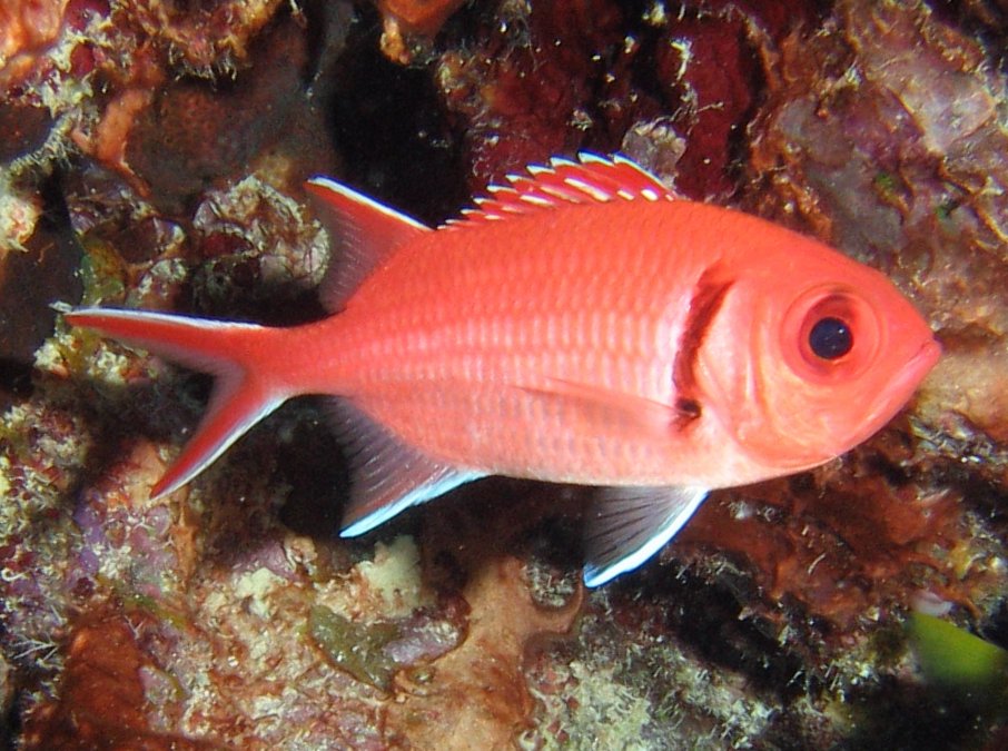 Blackbar Soldierfish - Myripristis jacobus
