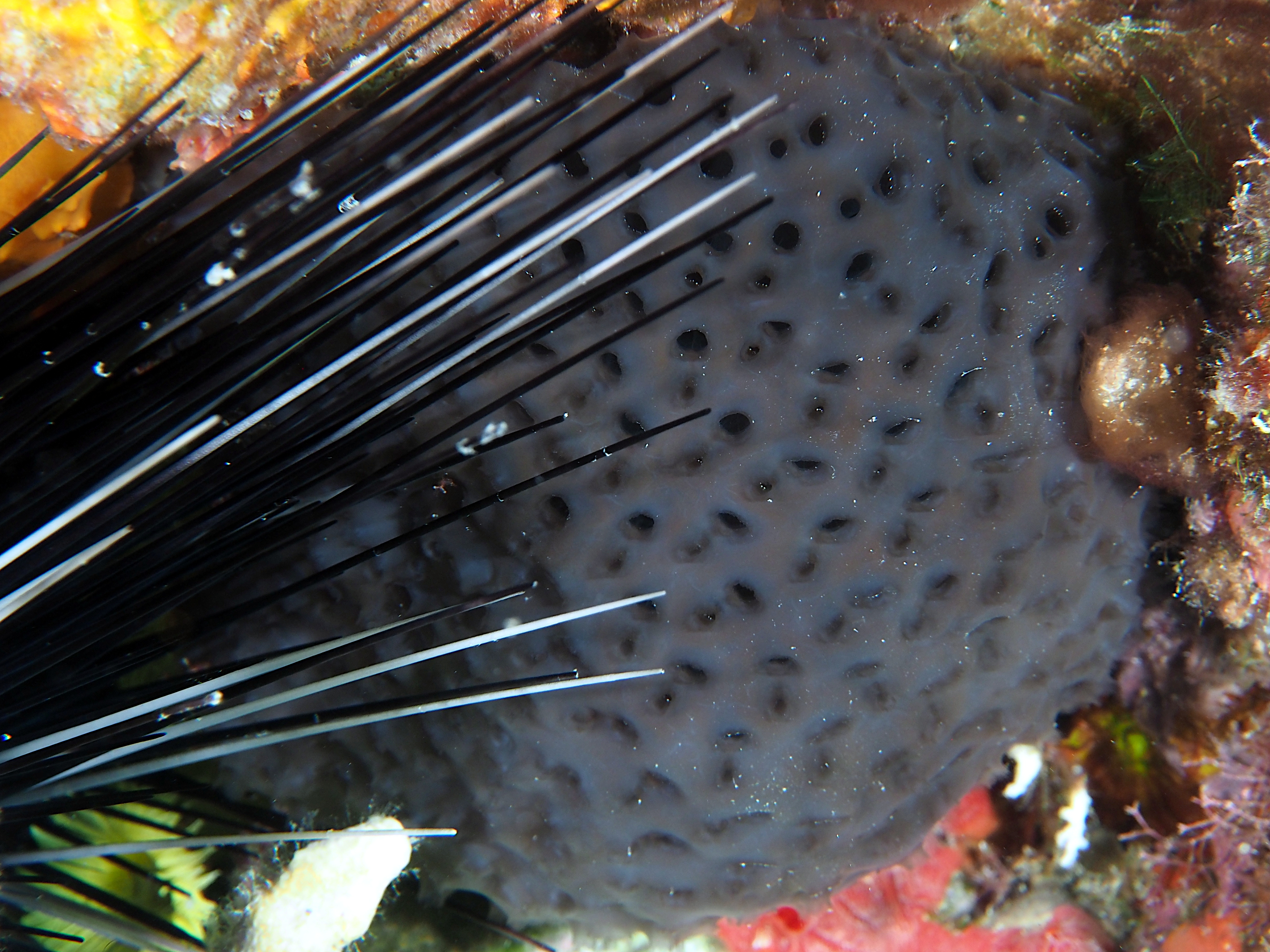 Black Condominium Tunicate - Eudistoma obscuratum