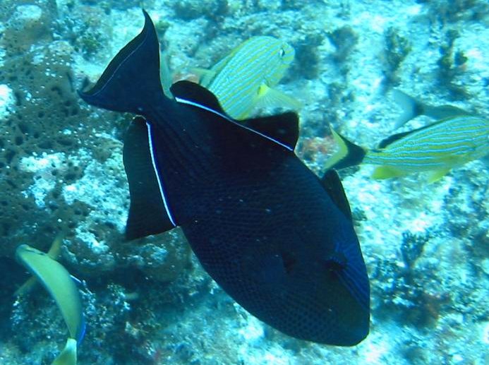 Black Durgon - Melichthys niger