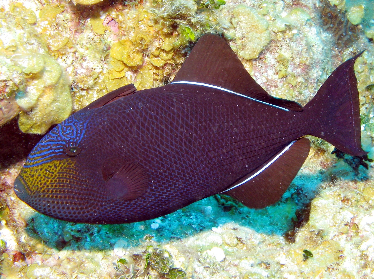 Black Durgon - Melichthys niger