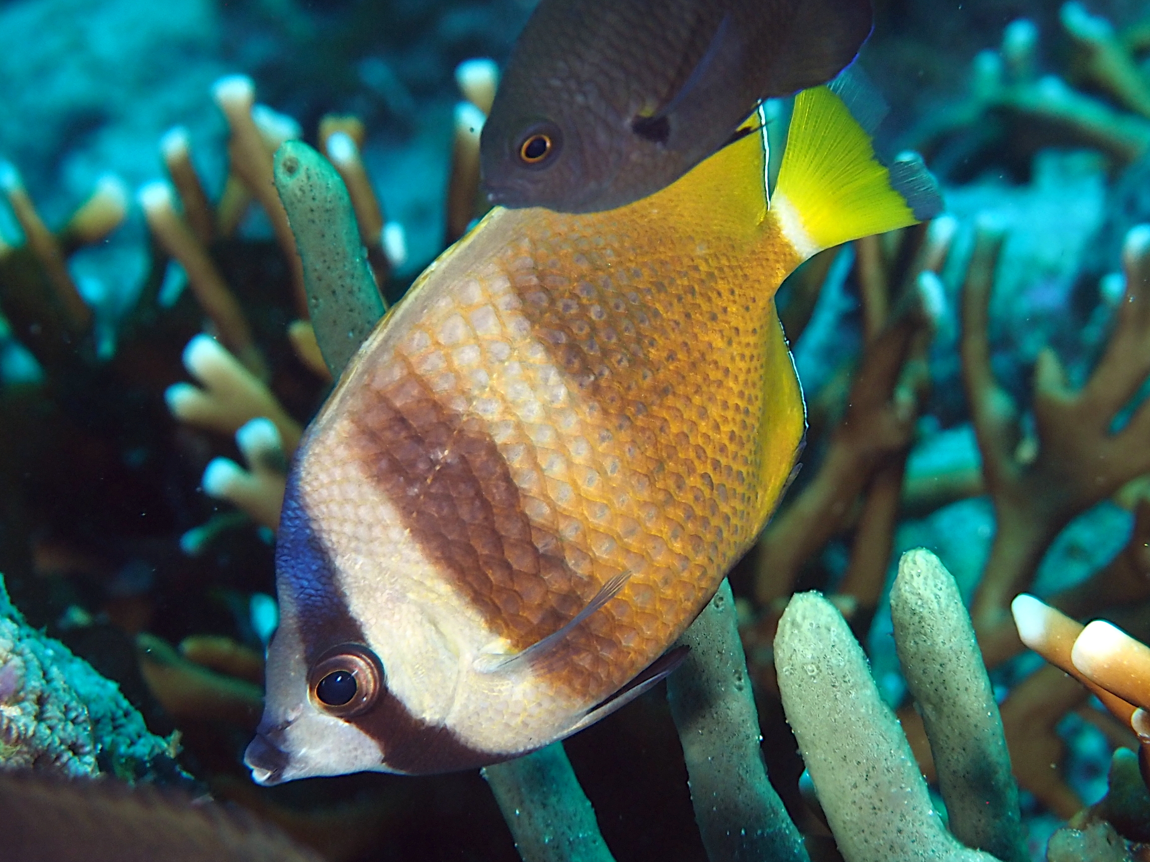 Blacklip Butterflyfish - Chaetodon kleinii