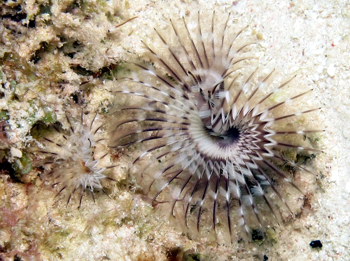 Black-Spotted Feather Duster - Branchiomma nigromaculata
