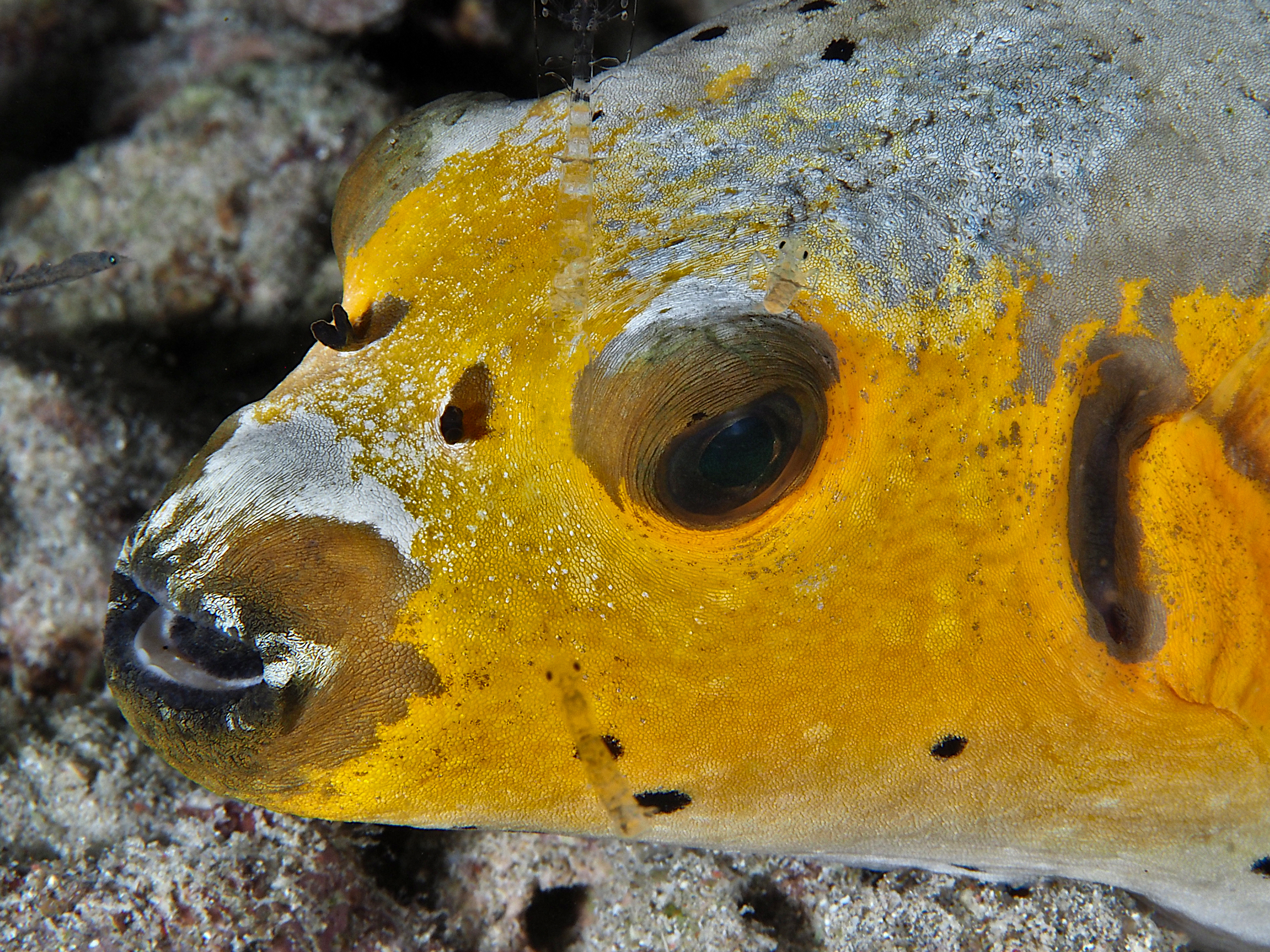Blackspotted Puffer - Arothron nigropunctatus