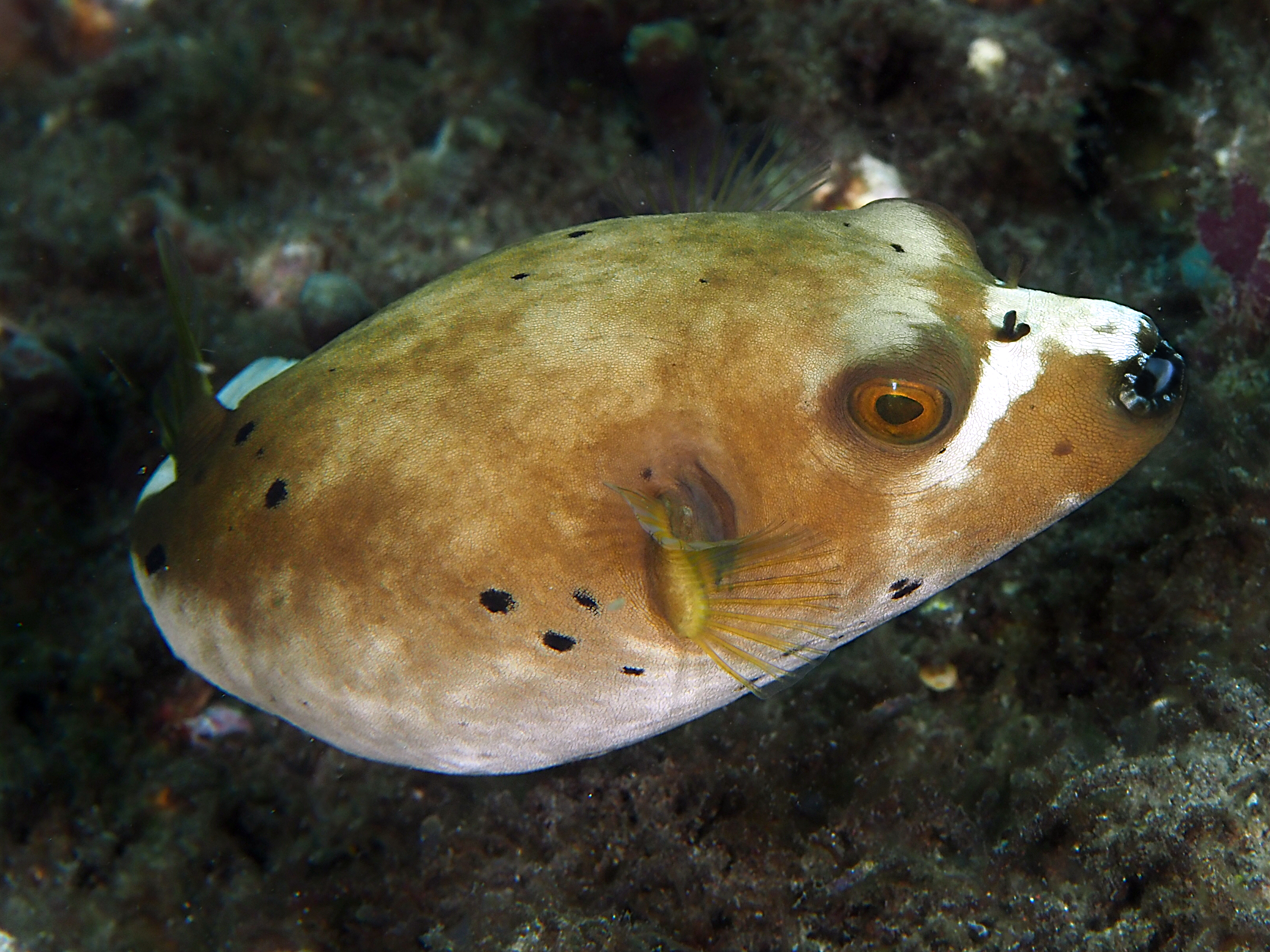 Blackspotted Puffer - Arothron nigropunctatus