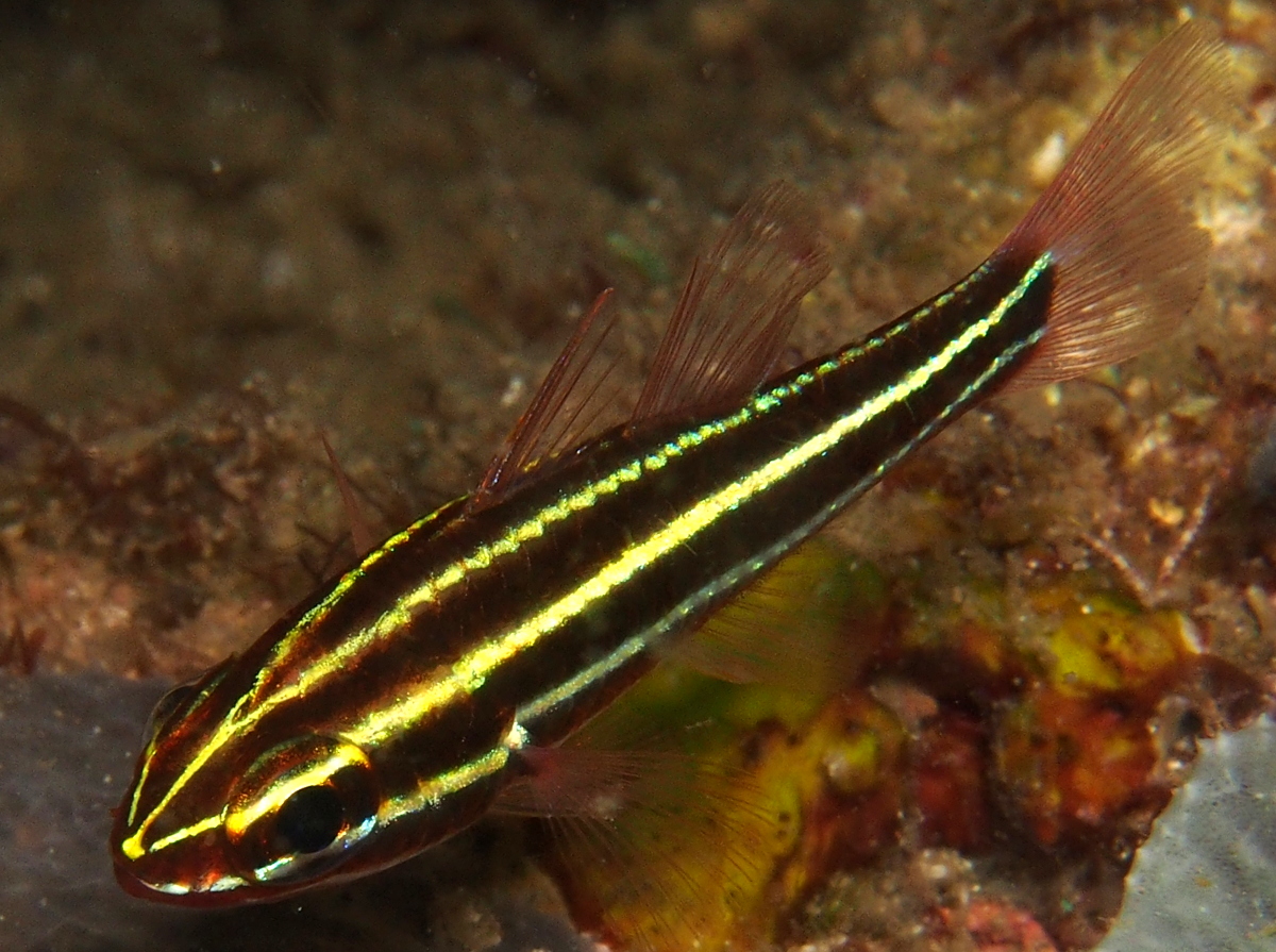 Blackstripe Cardinalfish - Ostorhinchus nigrofasciatus