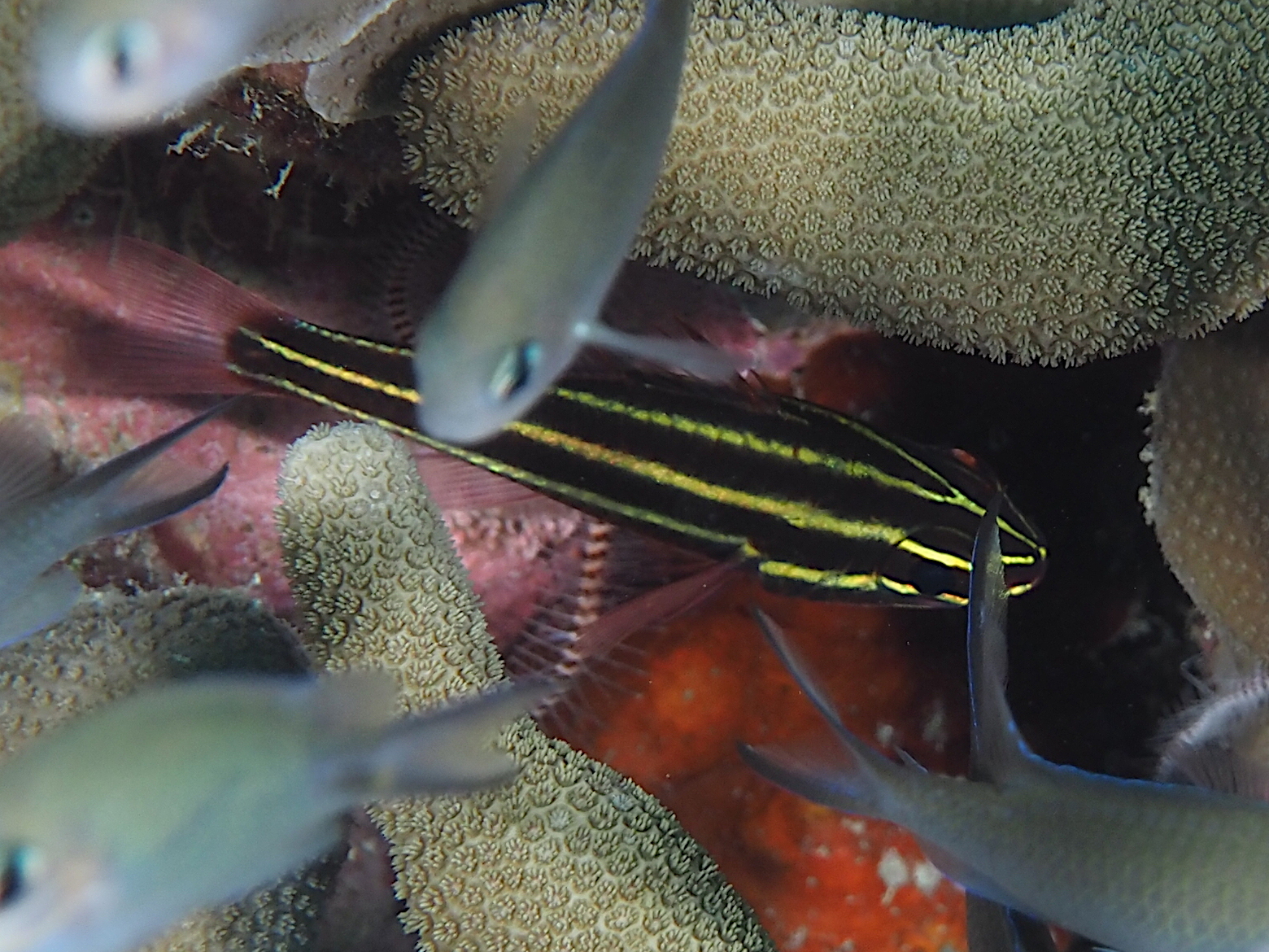 Blackstripe Cardinalfish - Ostorhinchus nigrofasciatus