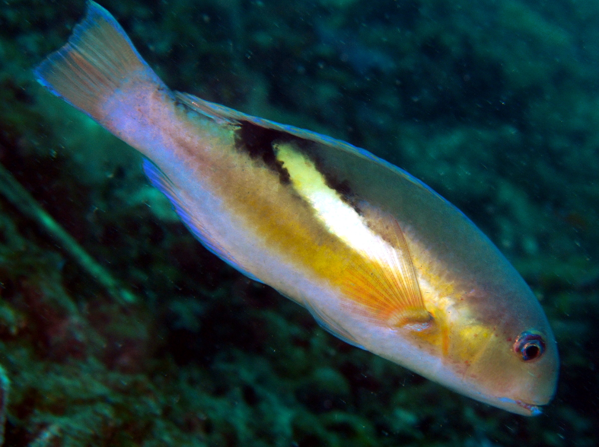 Blacksaddle Tuskfish - Choerodon zosterophorus