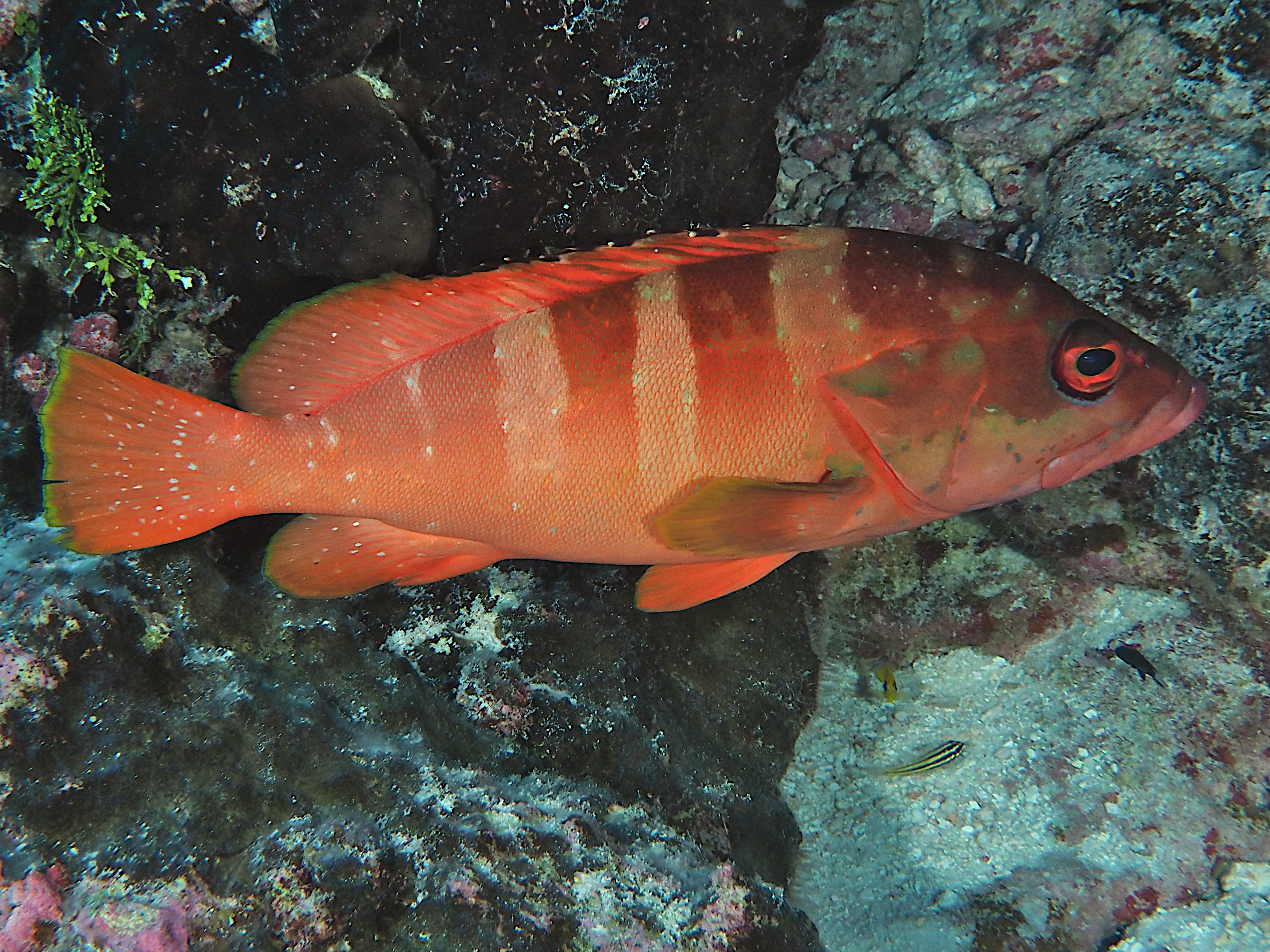 Blacktip Grouper - Epinephelus fasciatus