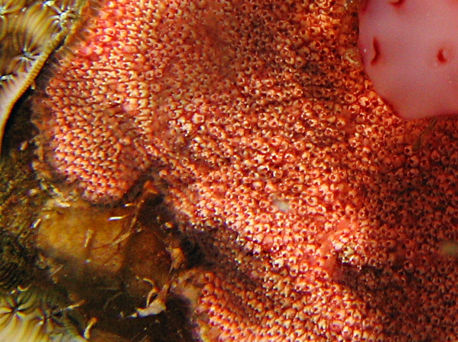Bleeding Teeth Bryozoan - Trematooecia aviculifera - Roatan, Honduras