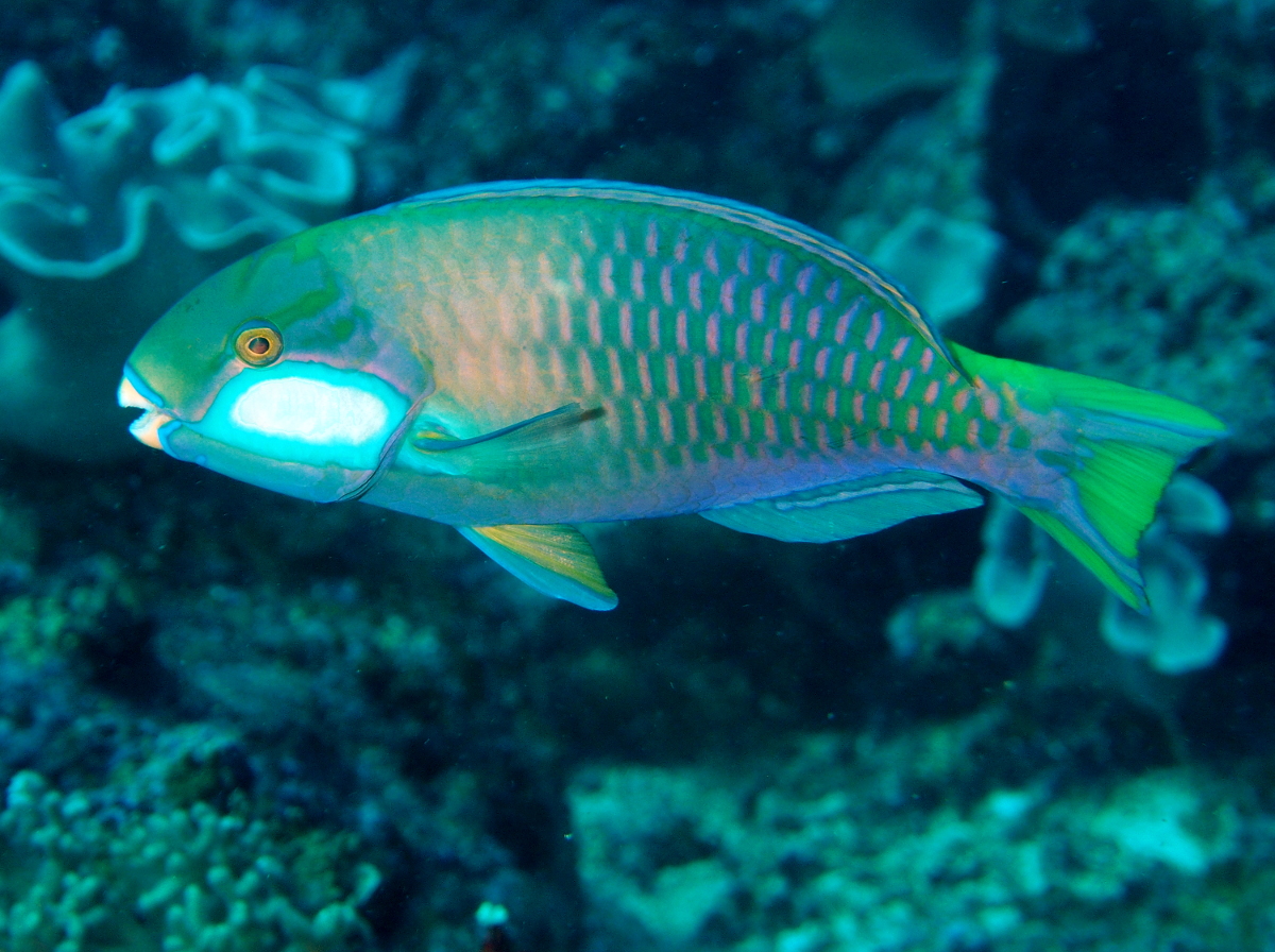 Bleeker's Parrotfish - Chlorurus bleekeri