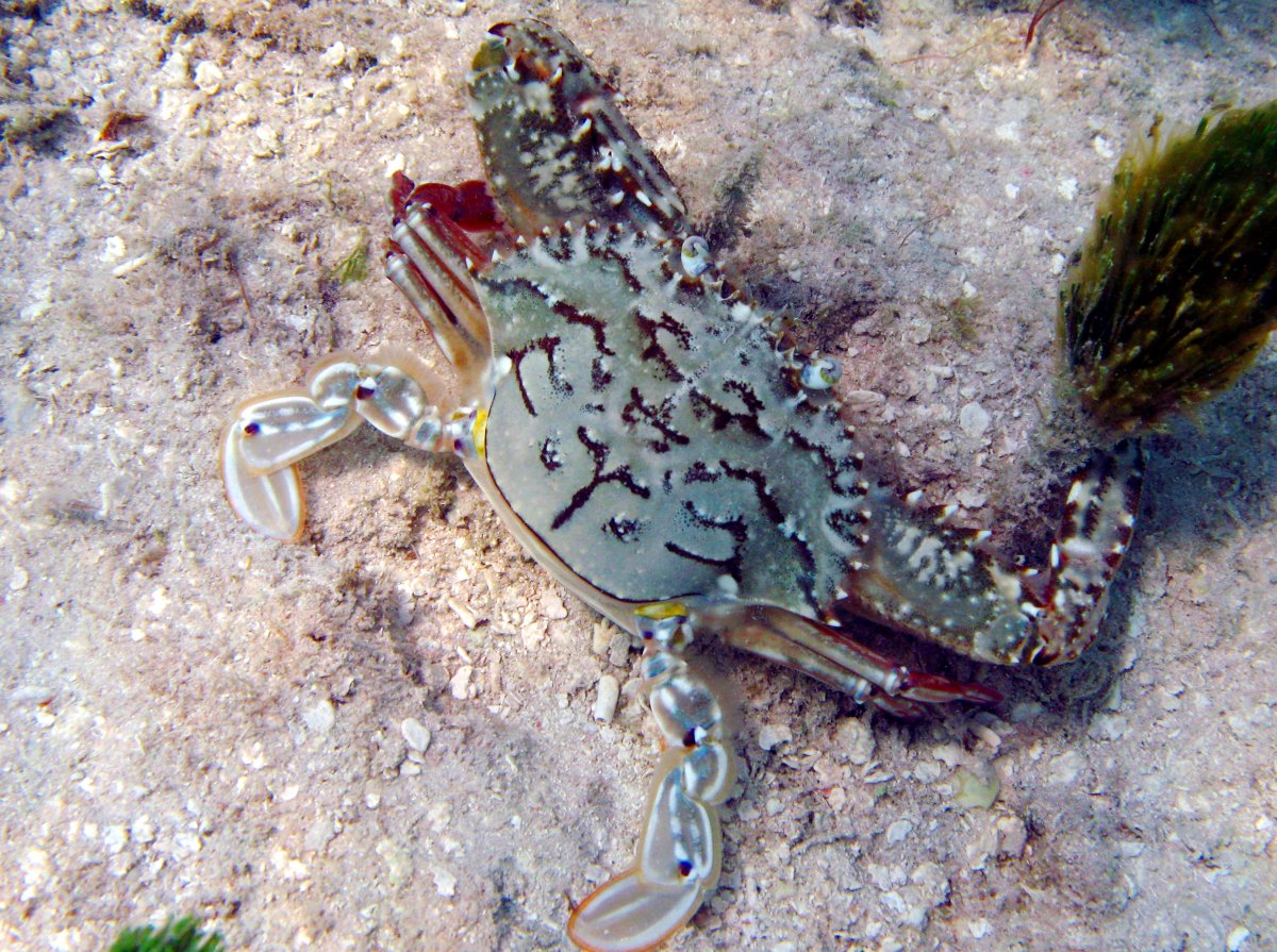 Blotched Swimming Crab - Achelous spinimanus