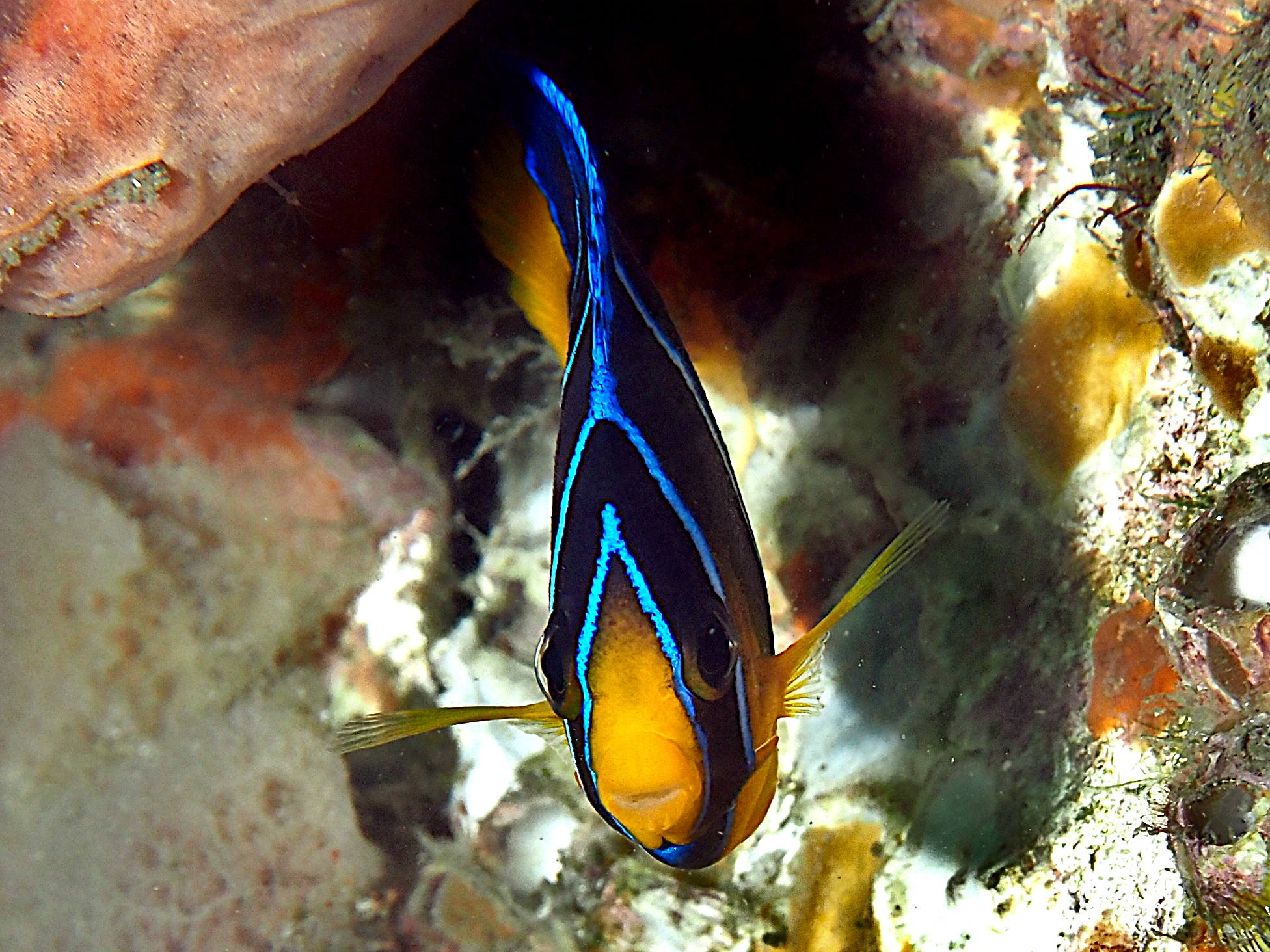 Blue Angelfish - Holacanthus bermudensis