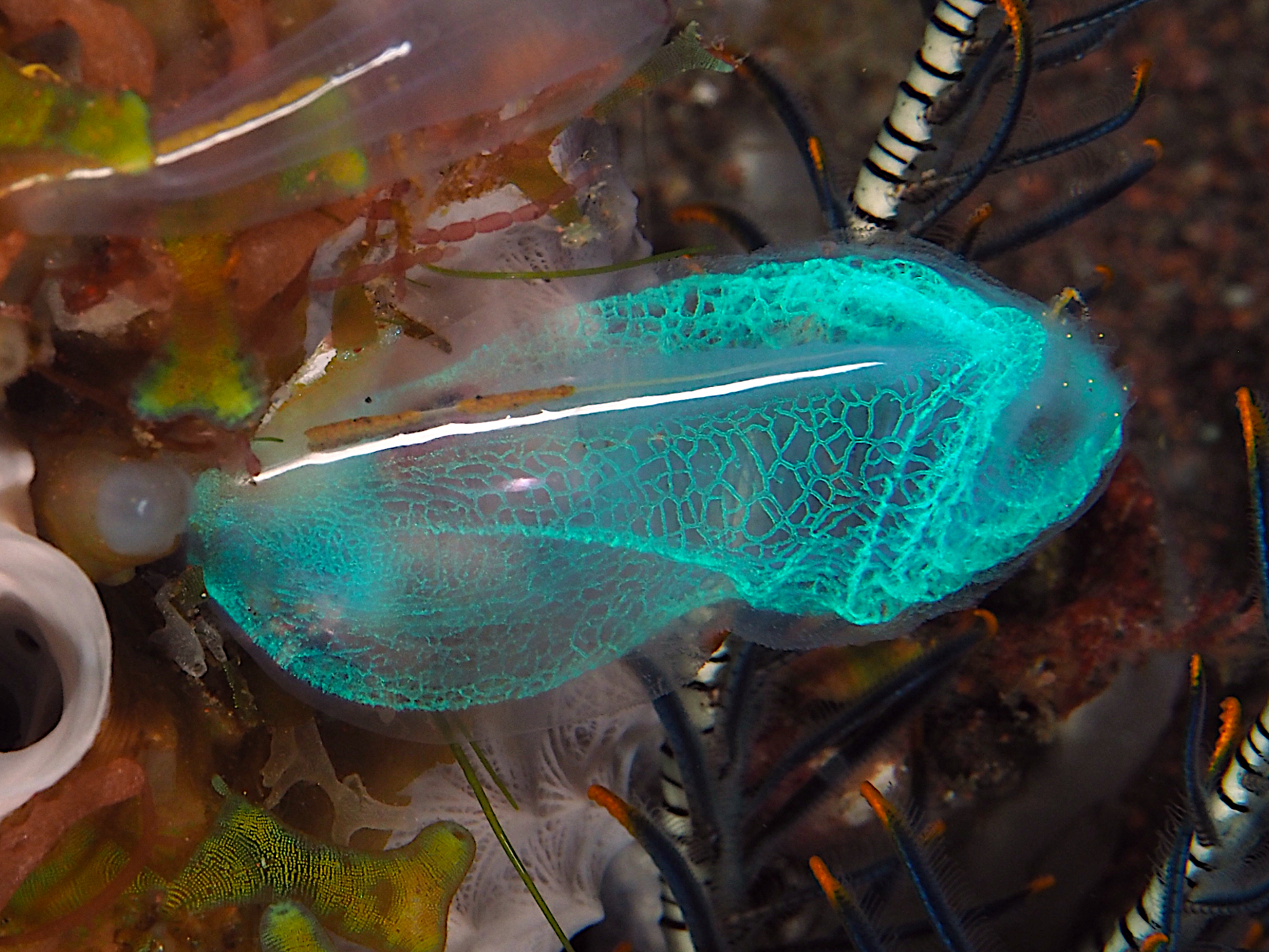 Blue Ascidian - Rhopalaea sp. 1