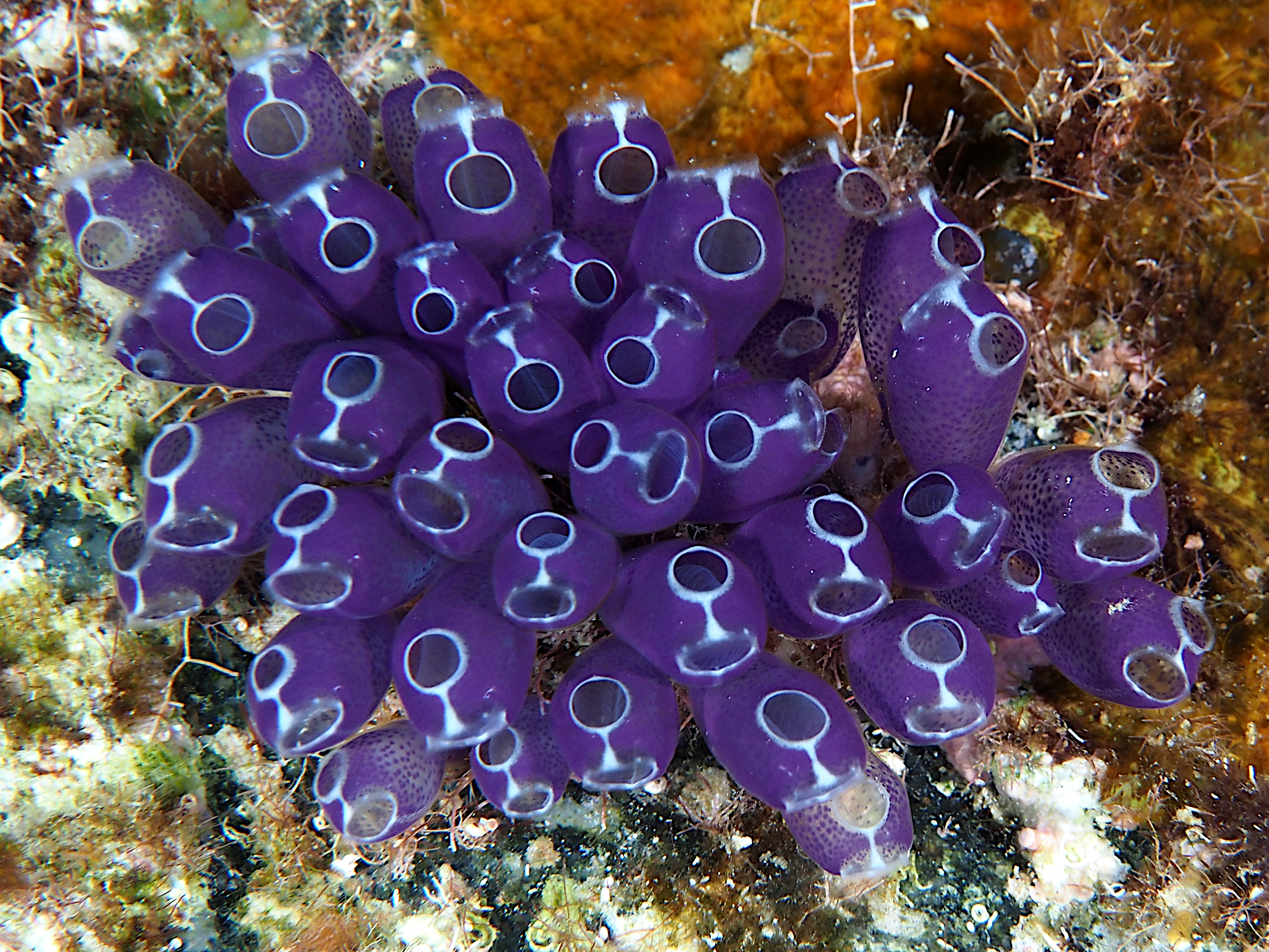 Blue Bell Tunicate - Clavelina puertosecensis