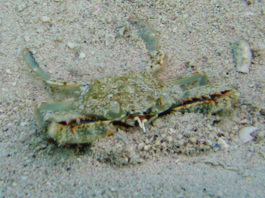 Common Blue Crab - Callinectes sapidus