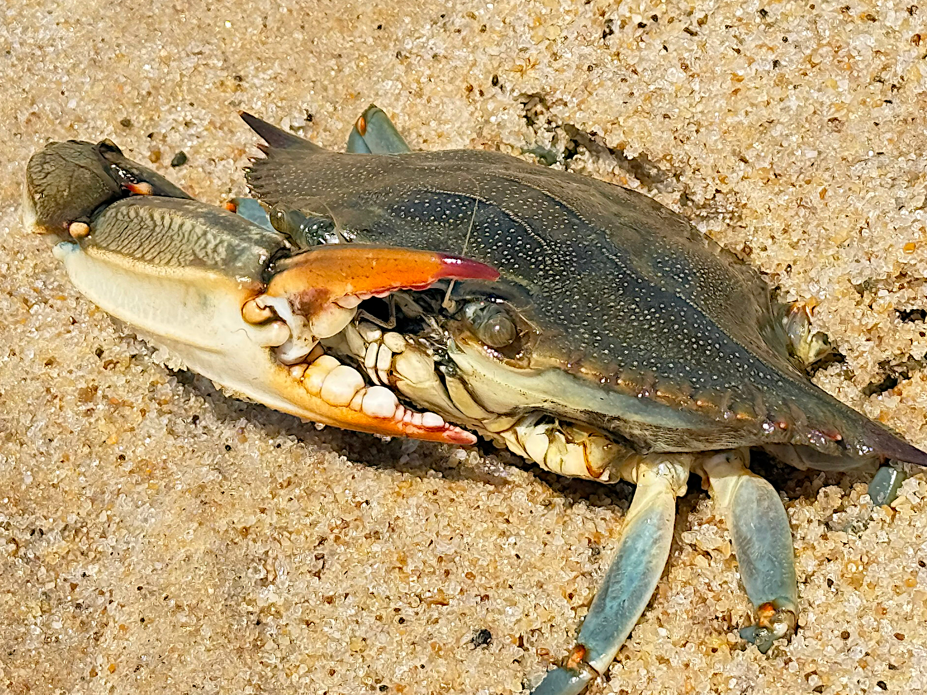 Atlantic Blue Crab - Callinectes sapidus