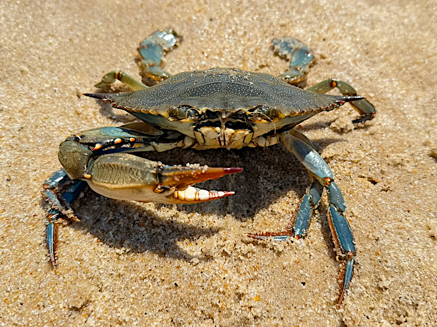 Atlantic Blue Crab - Callinectes sapidus