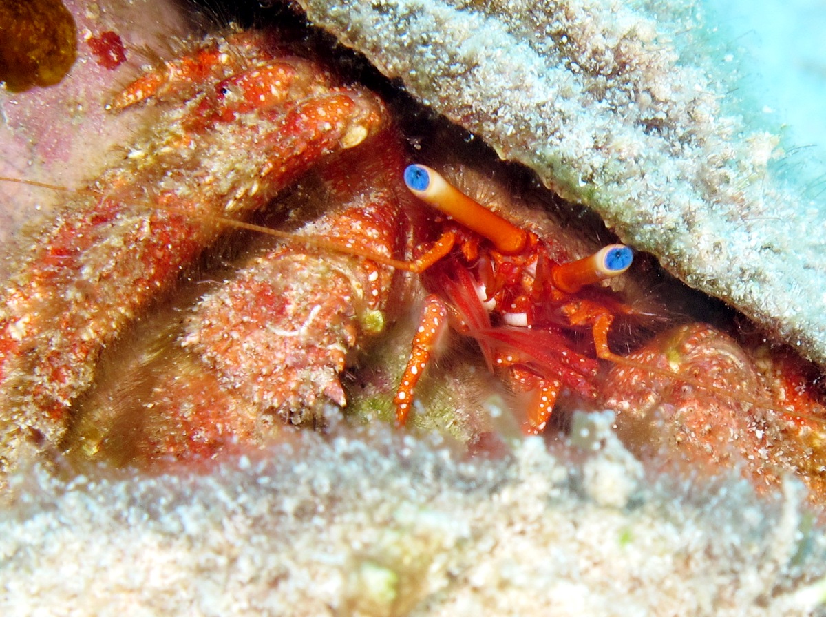 Blue-Eye Hermit Crab - Paguristes sericeus