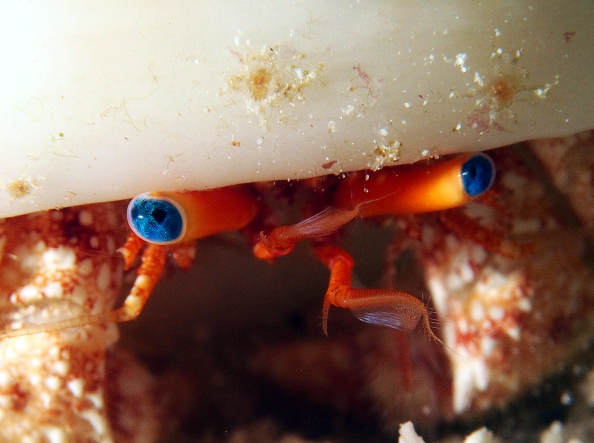 Blue-Eye Hermit Crab - Paguristes sericeus