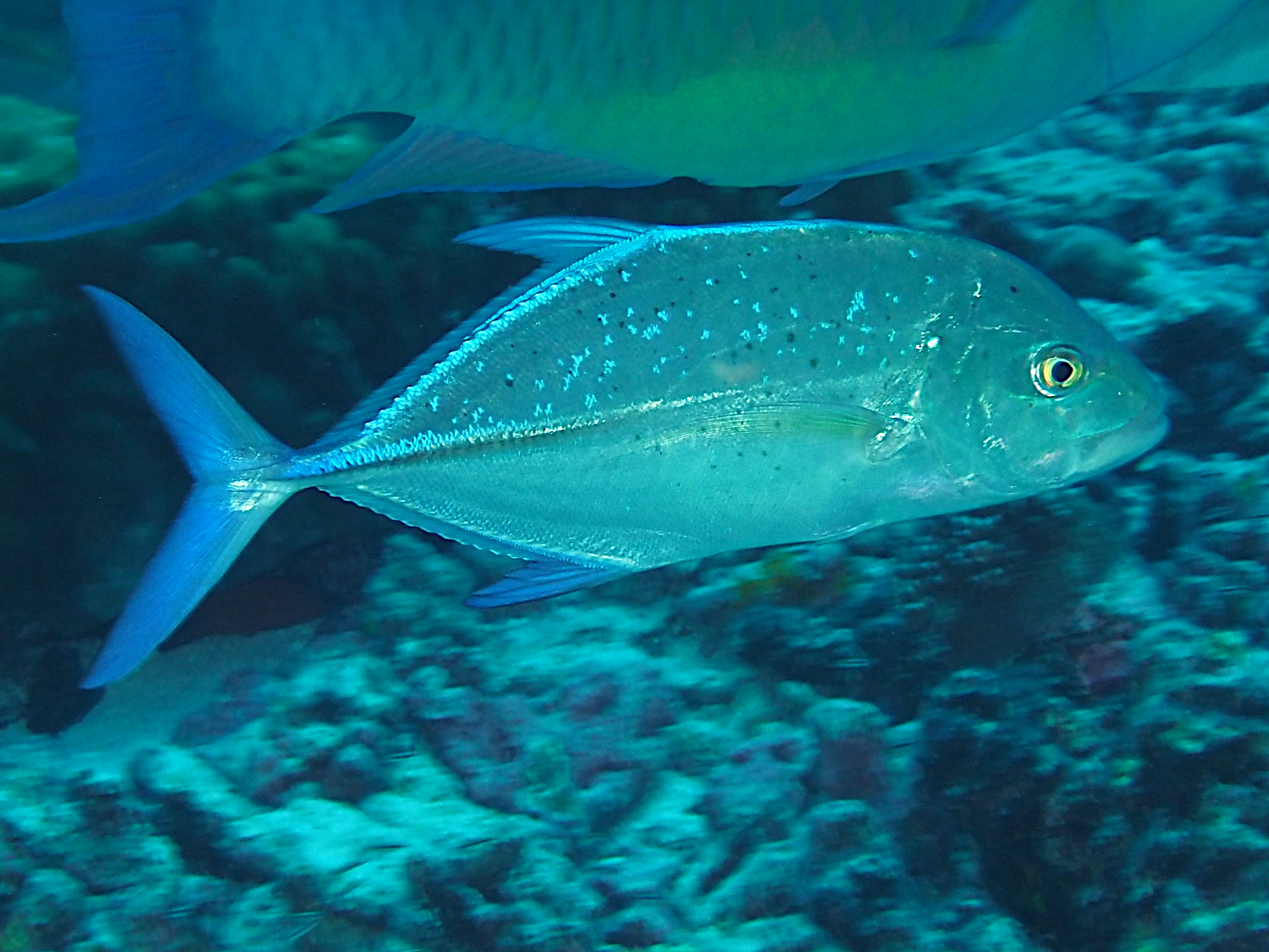 Bluefin Trevally - Caranx melampygus
