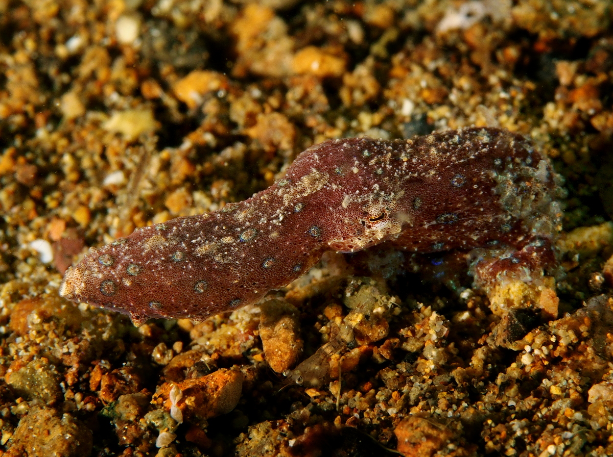 Blue-Ringed Octopus - Hapalochlaena spp.