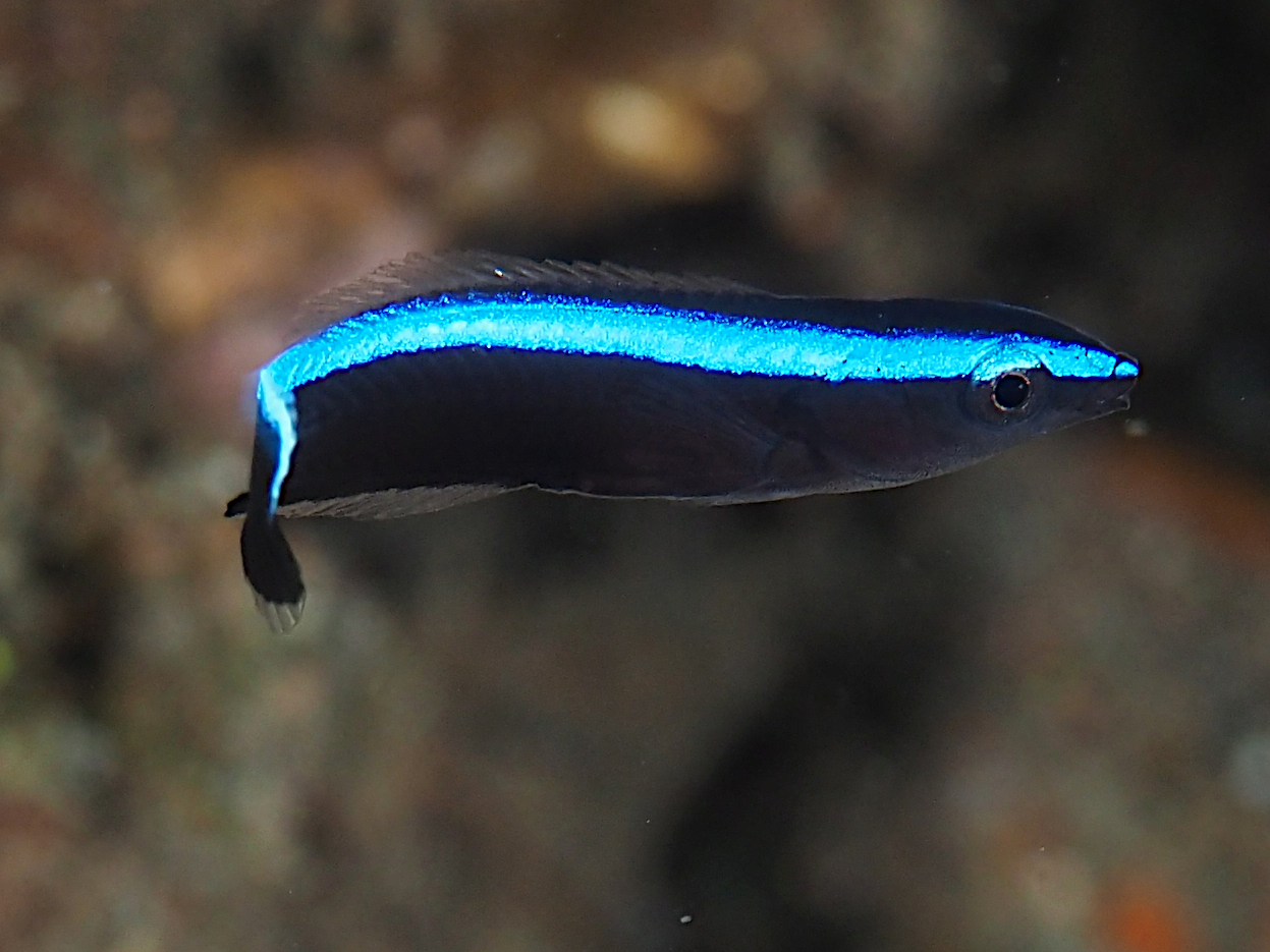 Bluestreak Cleaner Wrasse - Labroides dimidiatus