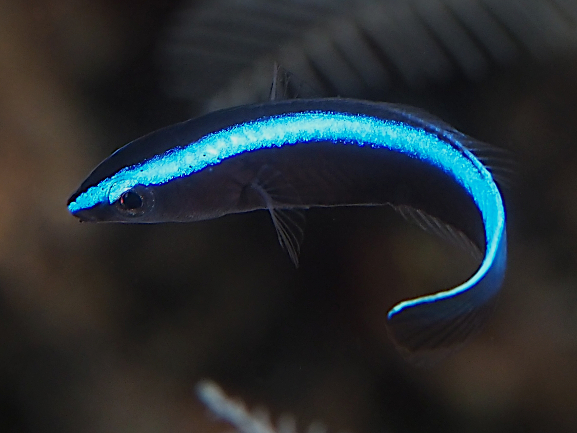 Bluestreak Cleaner Wrasse - Labroides dimidiatus