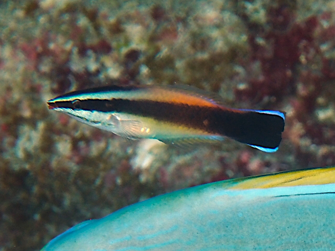 Bluestreak Cleaner Wrasse - Labroides dimidiatus