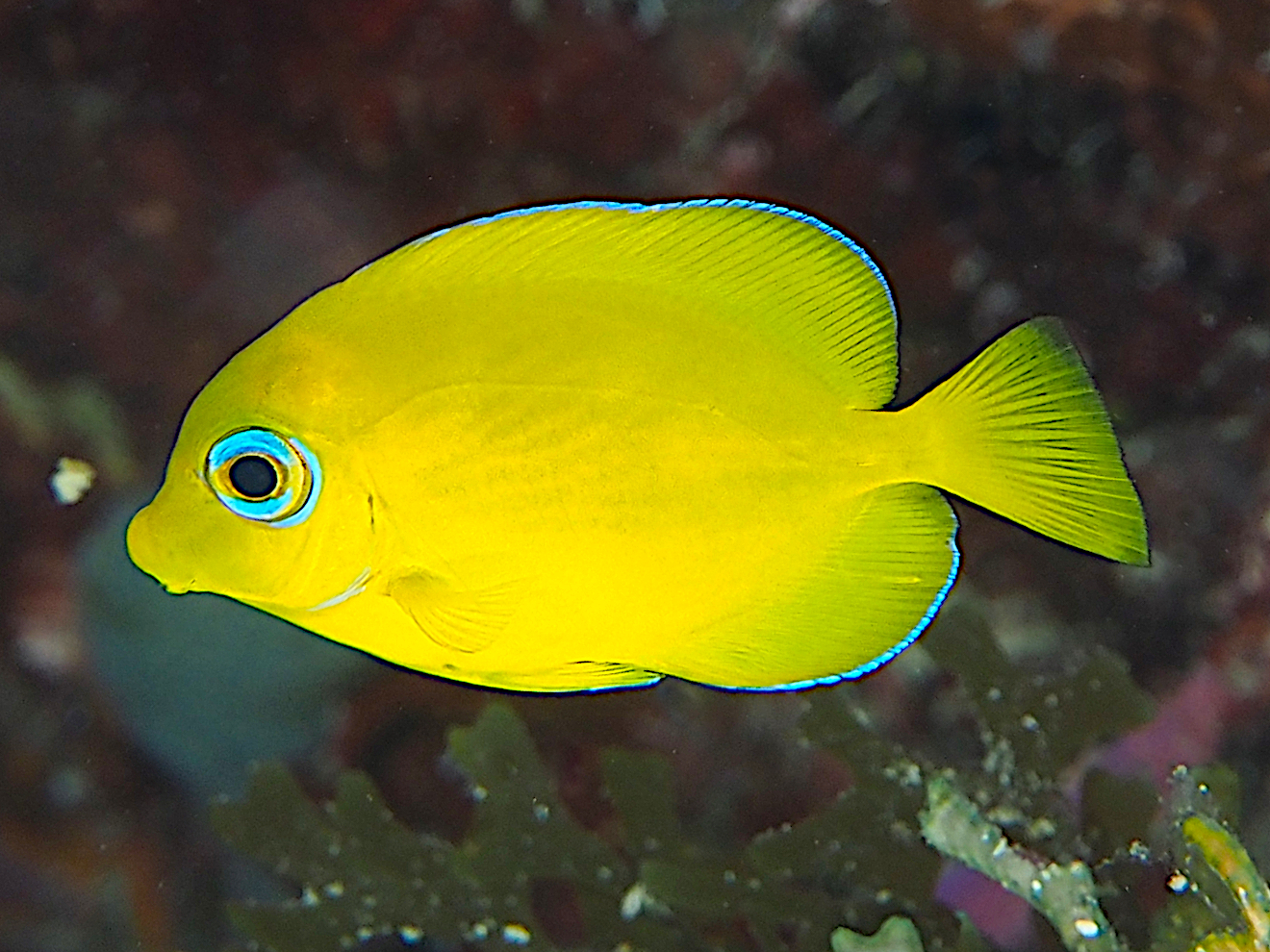 Blue Tang - Acanthurus coeruleus