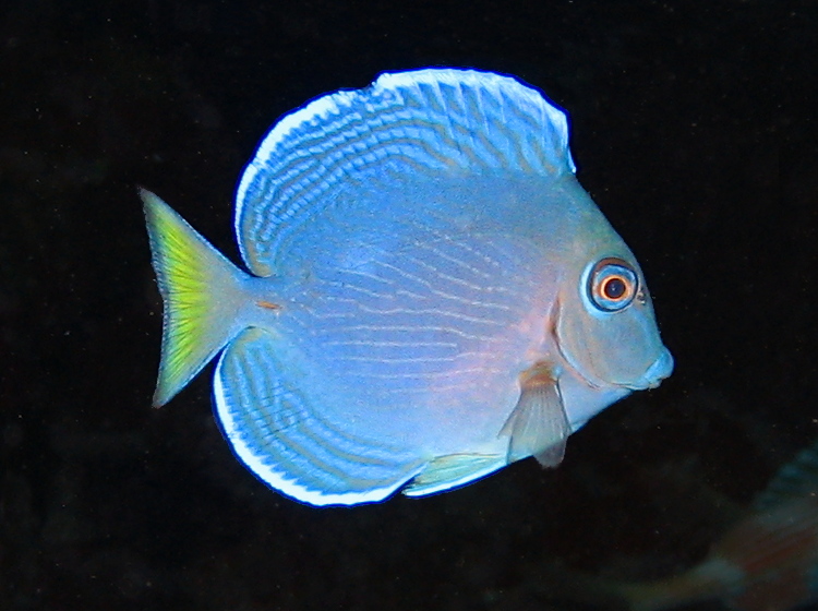 Blue Tang - Acanthurus coeruleus