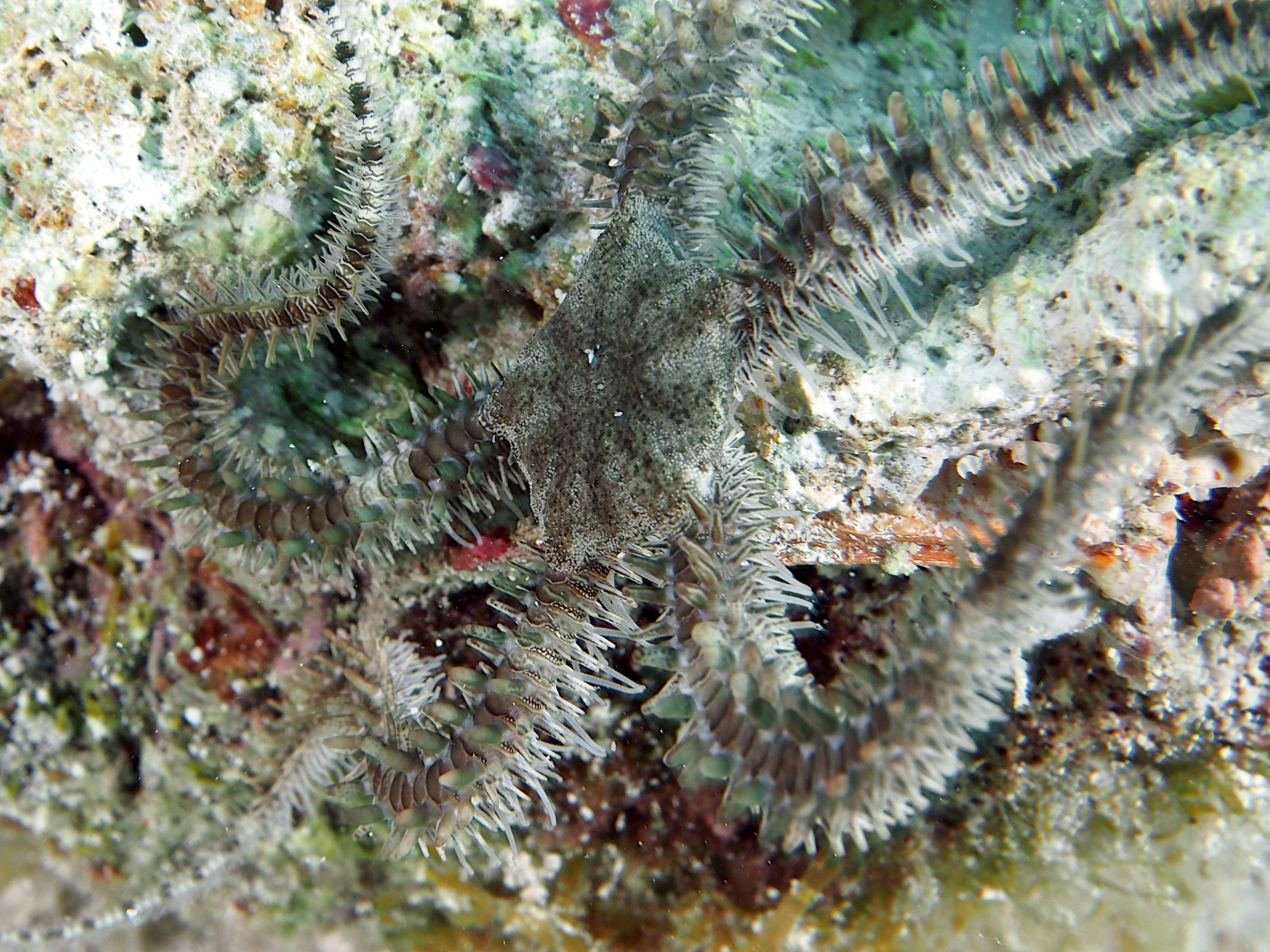 Blunt-Spined Brittle Star - Ophiocoma echinata