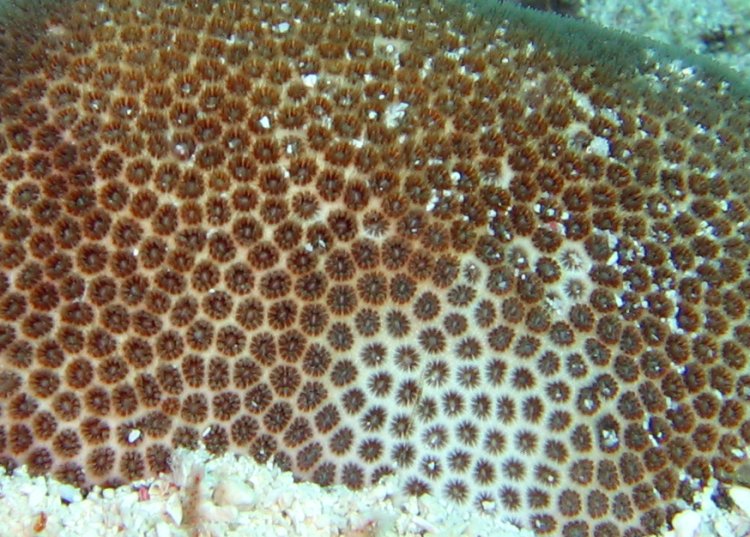 Blushing Star Coral - Stephanocoenia intersepts