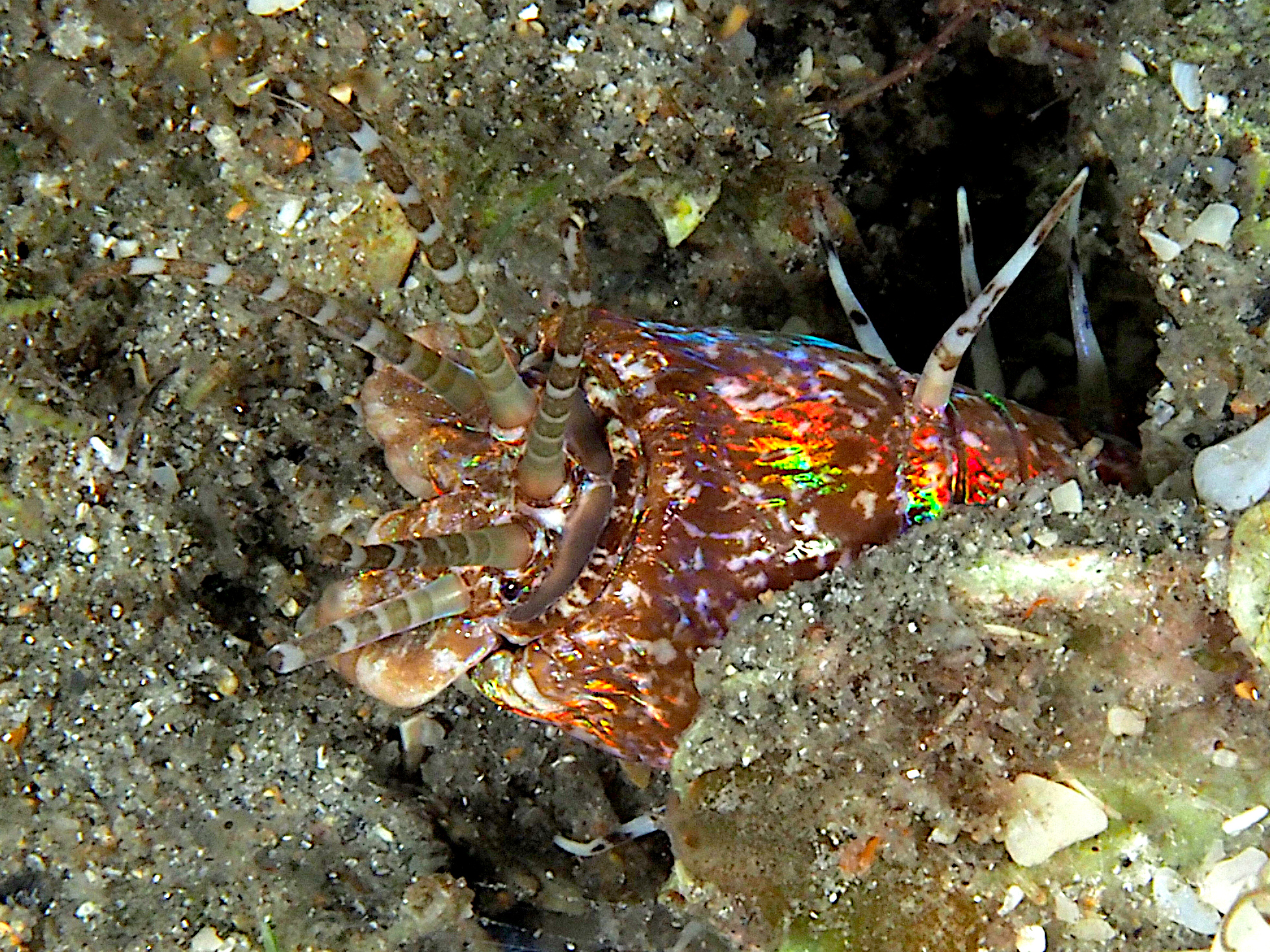 Bobbit Worm - Eunice aphroditois