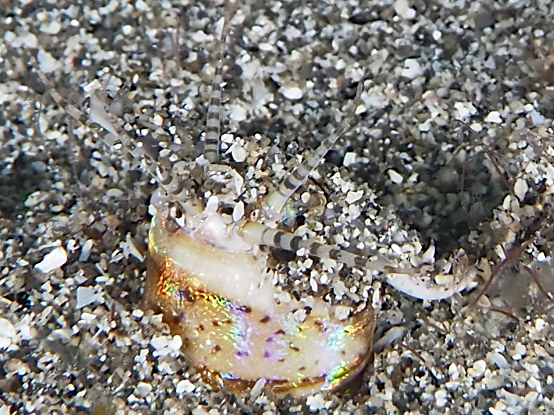 Bobbit Worm - Eunice aphroditois