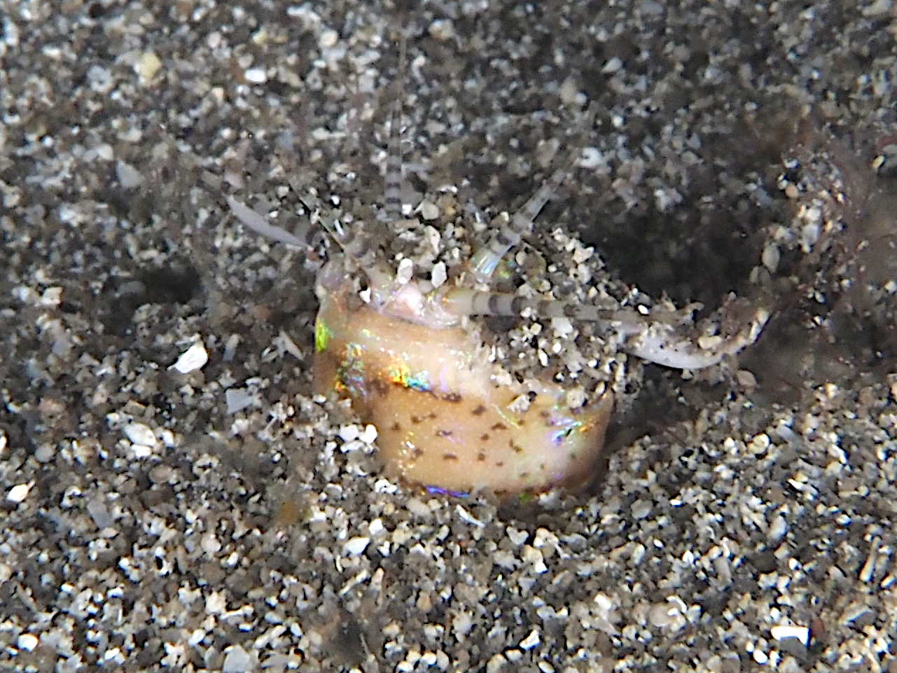 Bobbit Worm - Eunice aphroditois