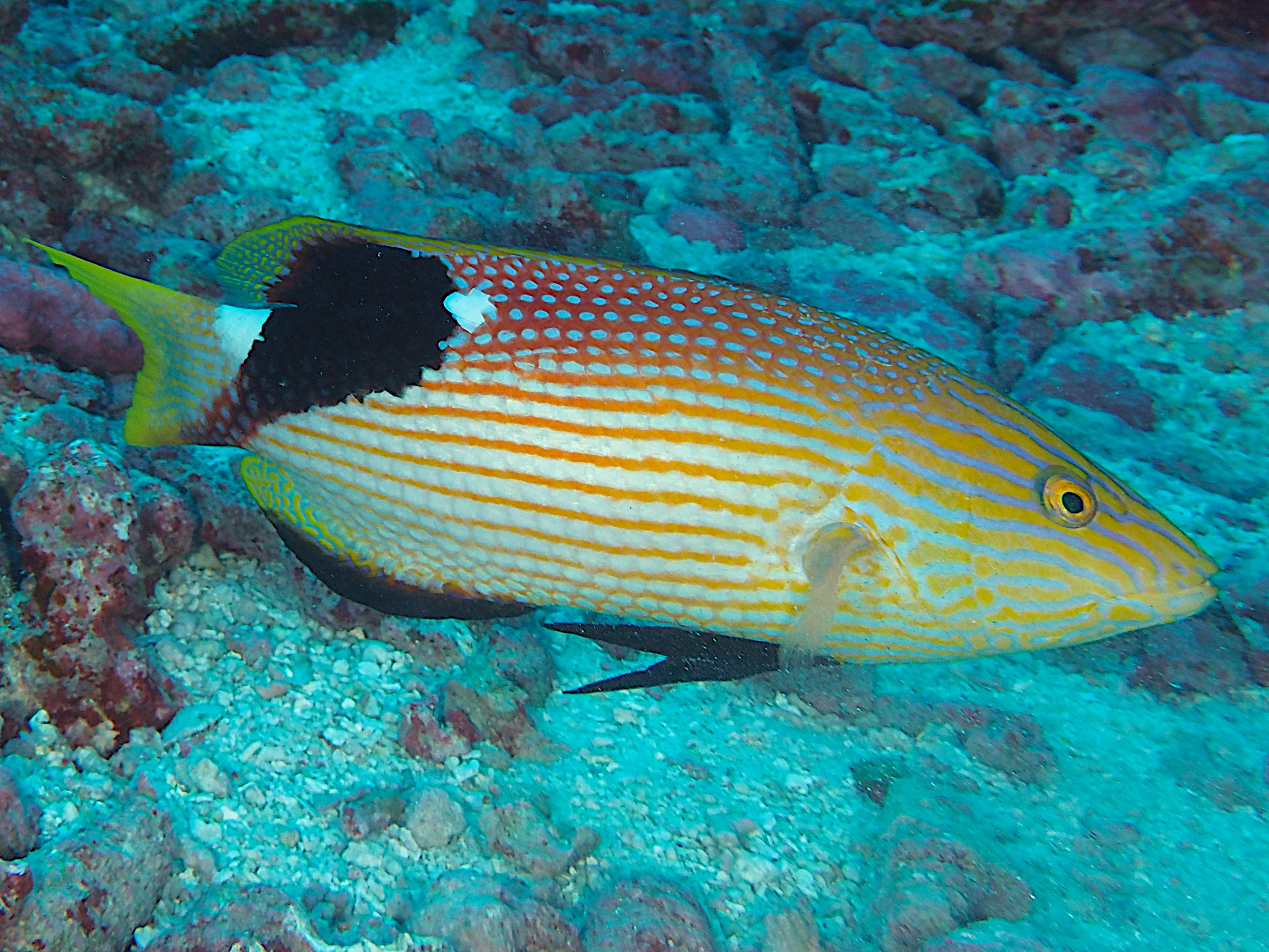 Blackfin Hogfish - Bodianus loxozonus