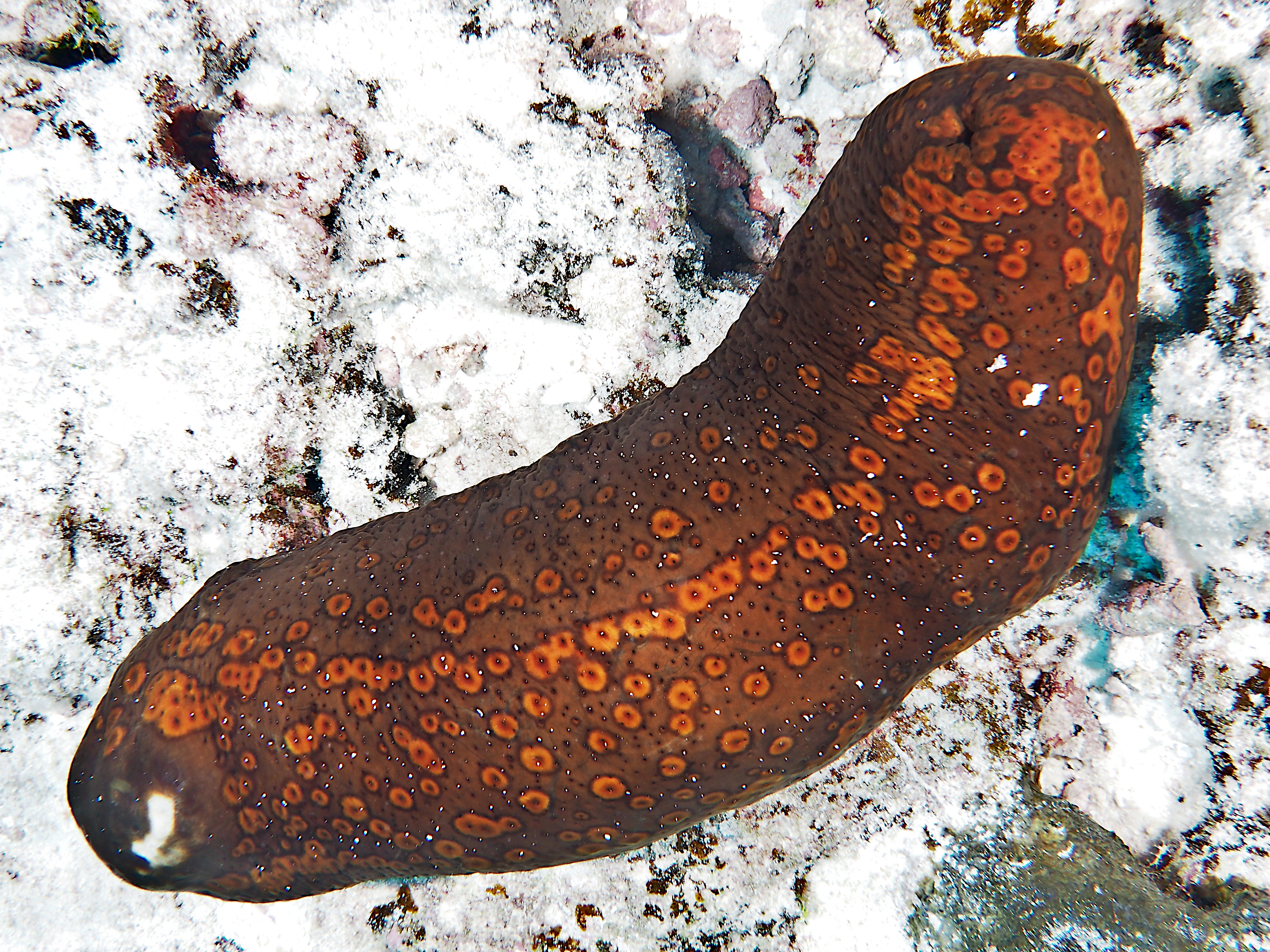 Leopard Sea Cucumber - Bohadschia argus