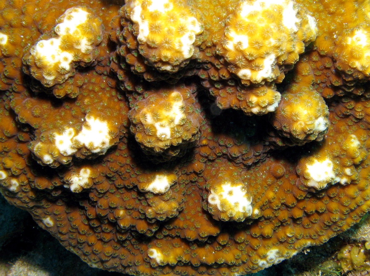 Boulder Star Coral - Orbicella franksi