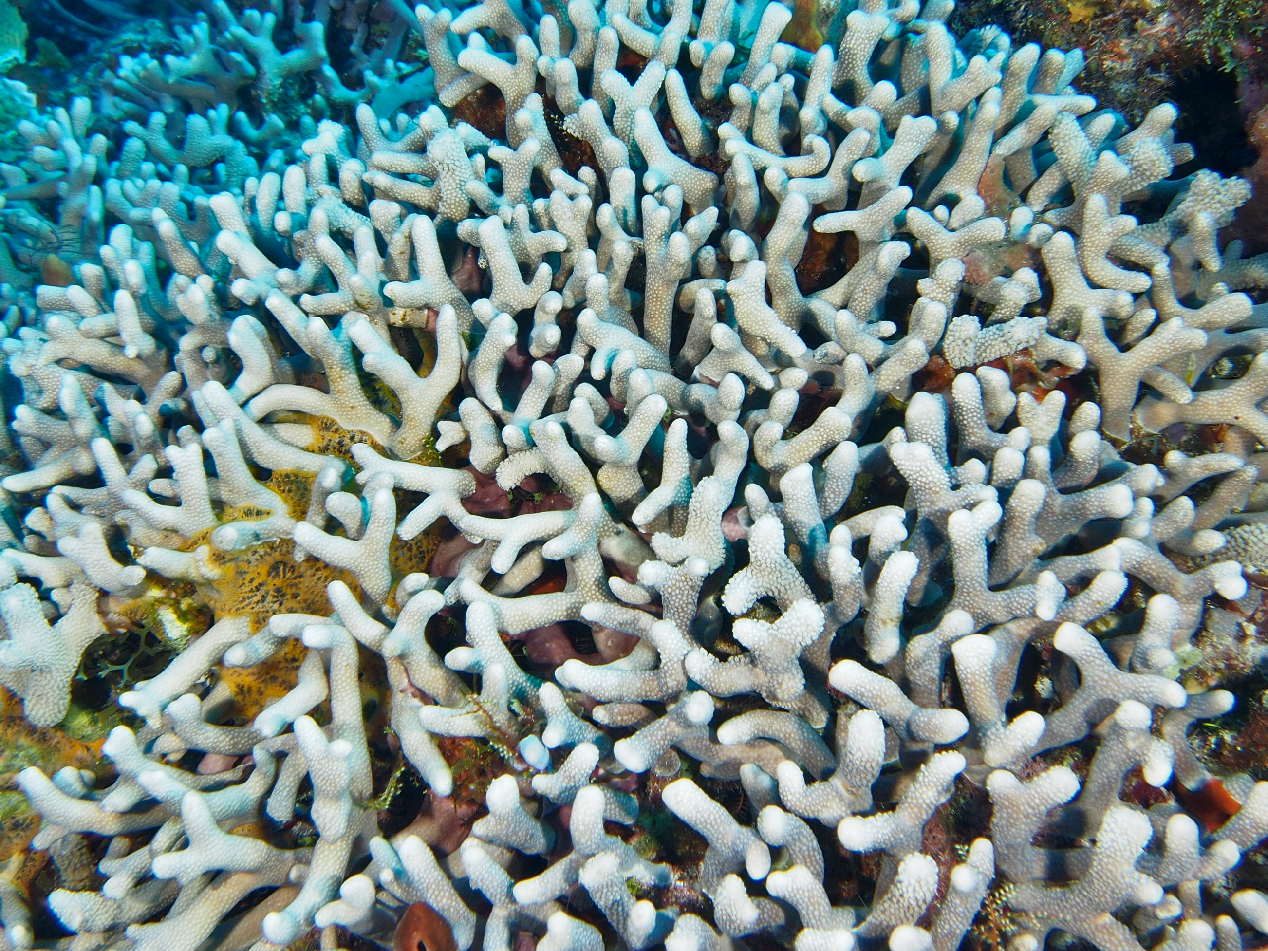 Branched Finger Coral - Porites furcata