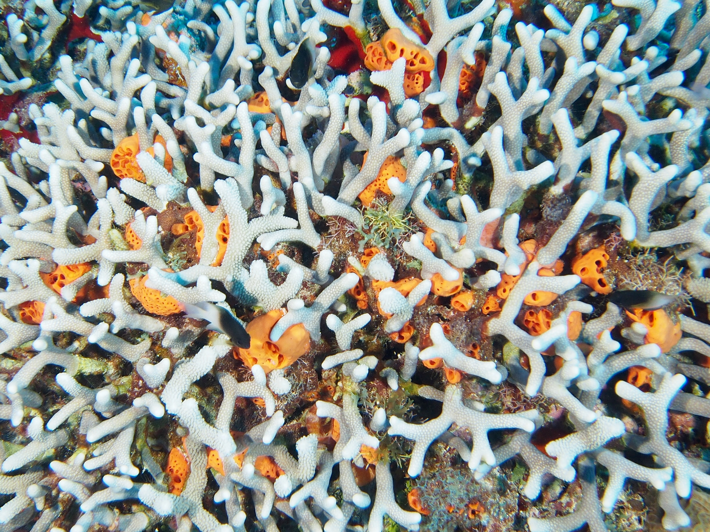 Branched Finger Coral - Porites furcata