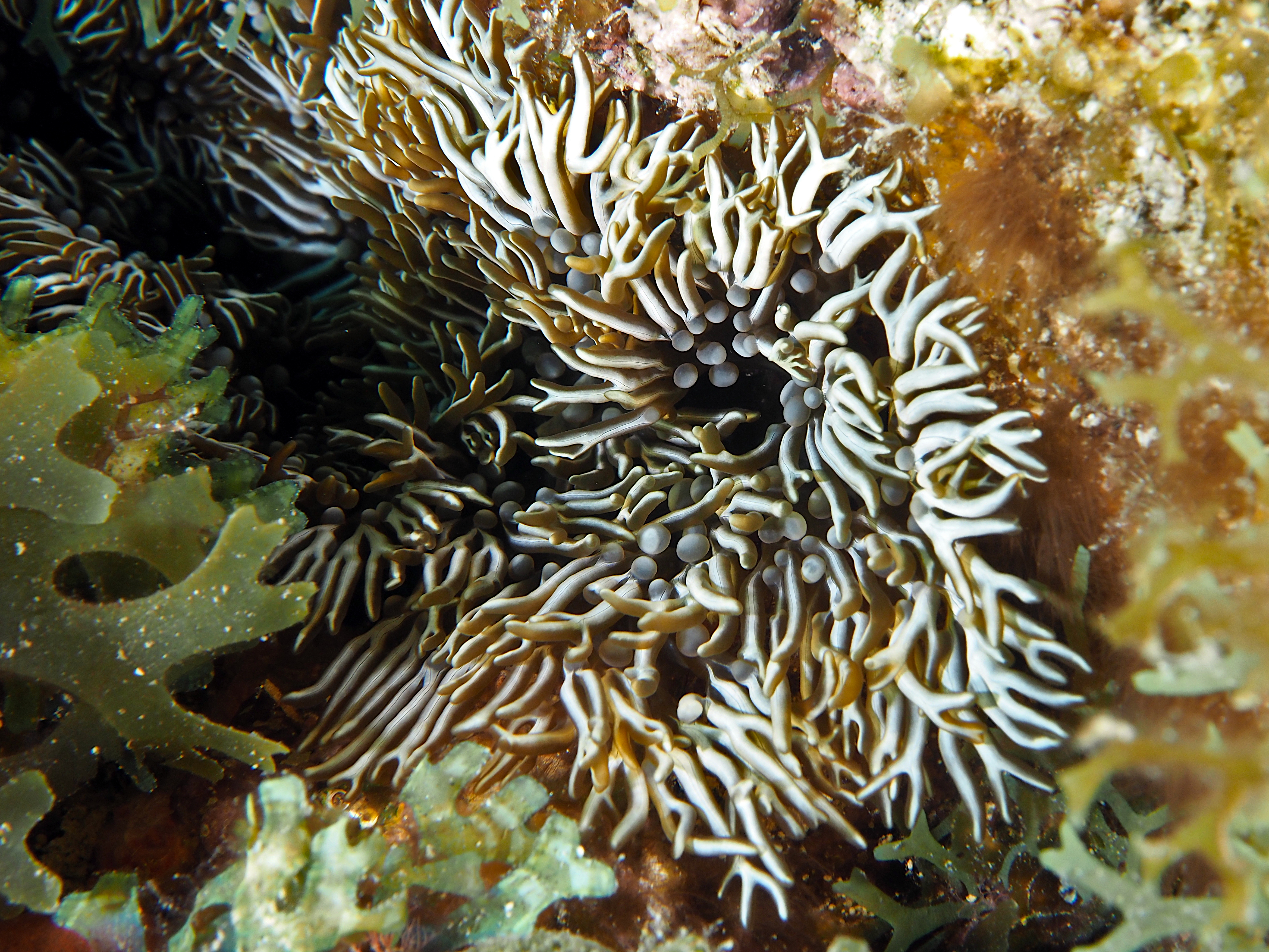 Branching Anemone - Lebrunia neglecta