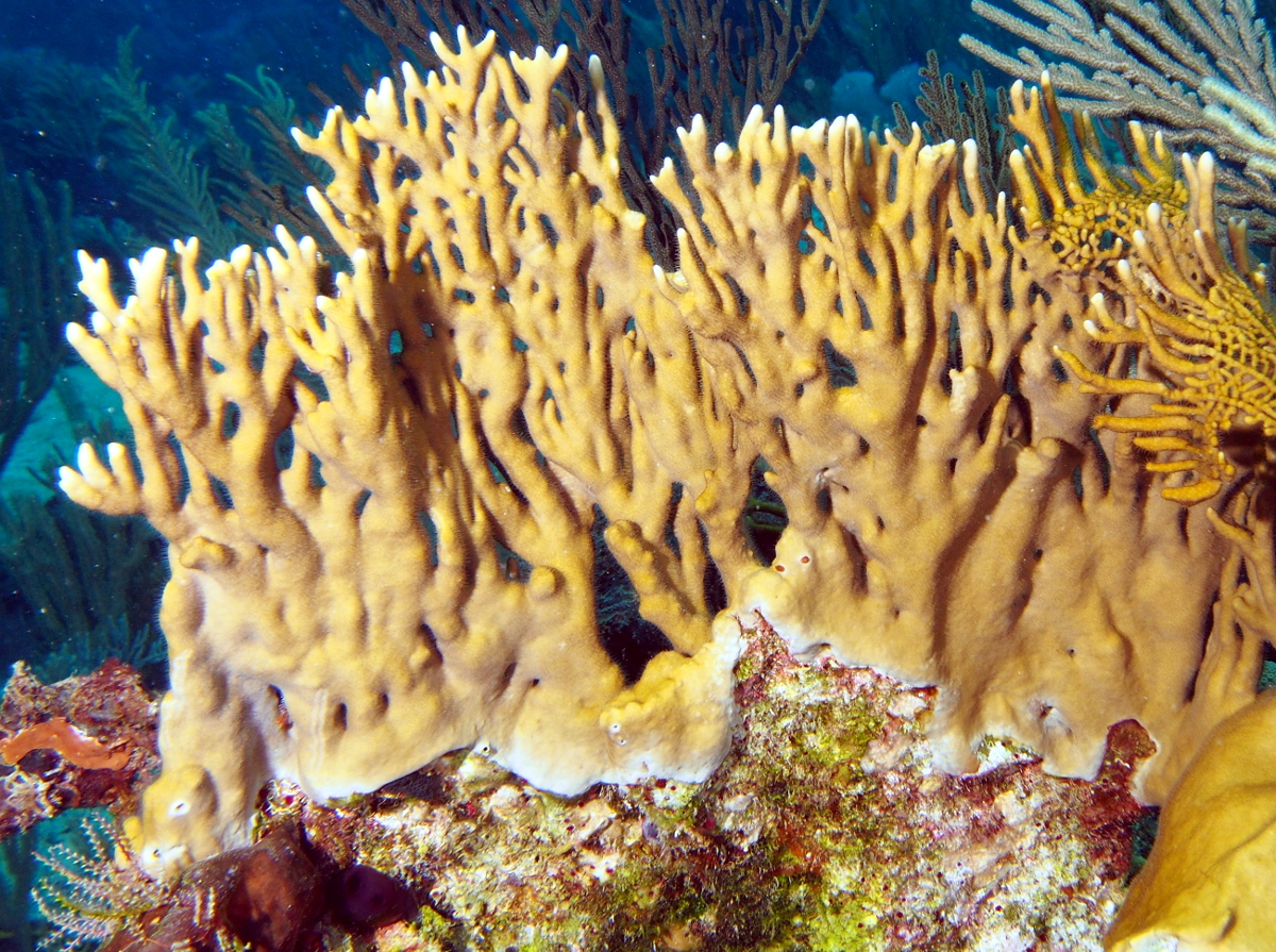 Branching Fire Coral - Millepora alcicornis