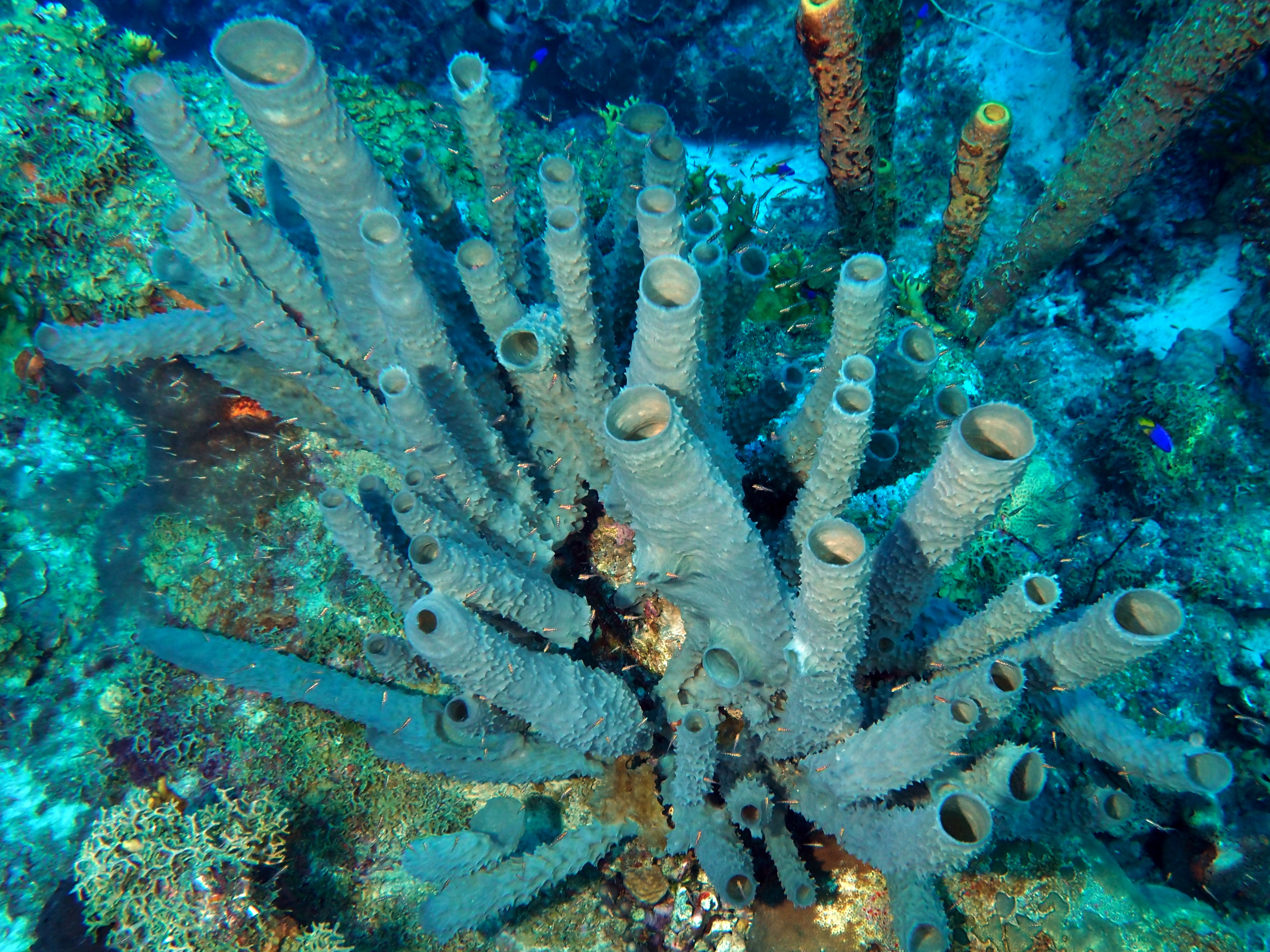 Branching Vase Sponge - Callyspongia aculeata