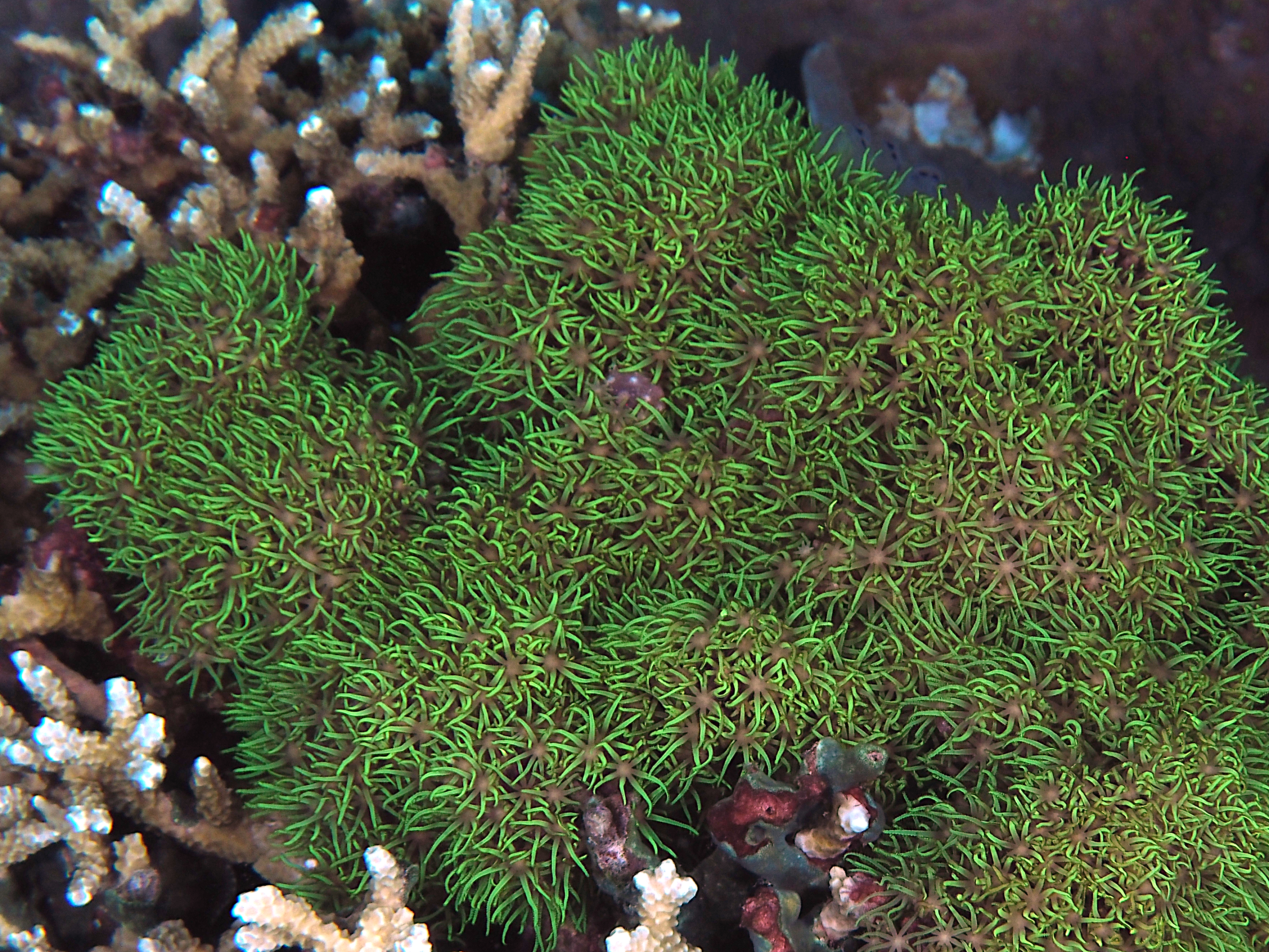 Green Star Polyps - Briareum violaceum - Komodo, Indonesia