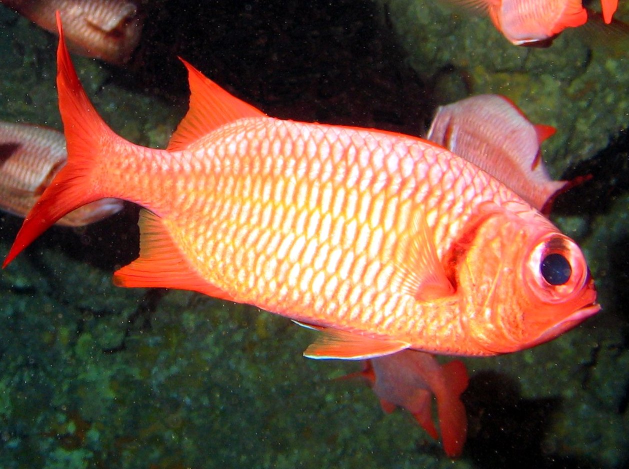 Brick Soldierfish - Myripristis amaena