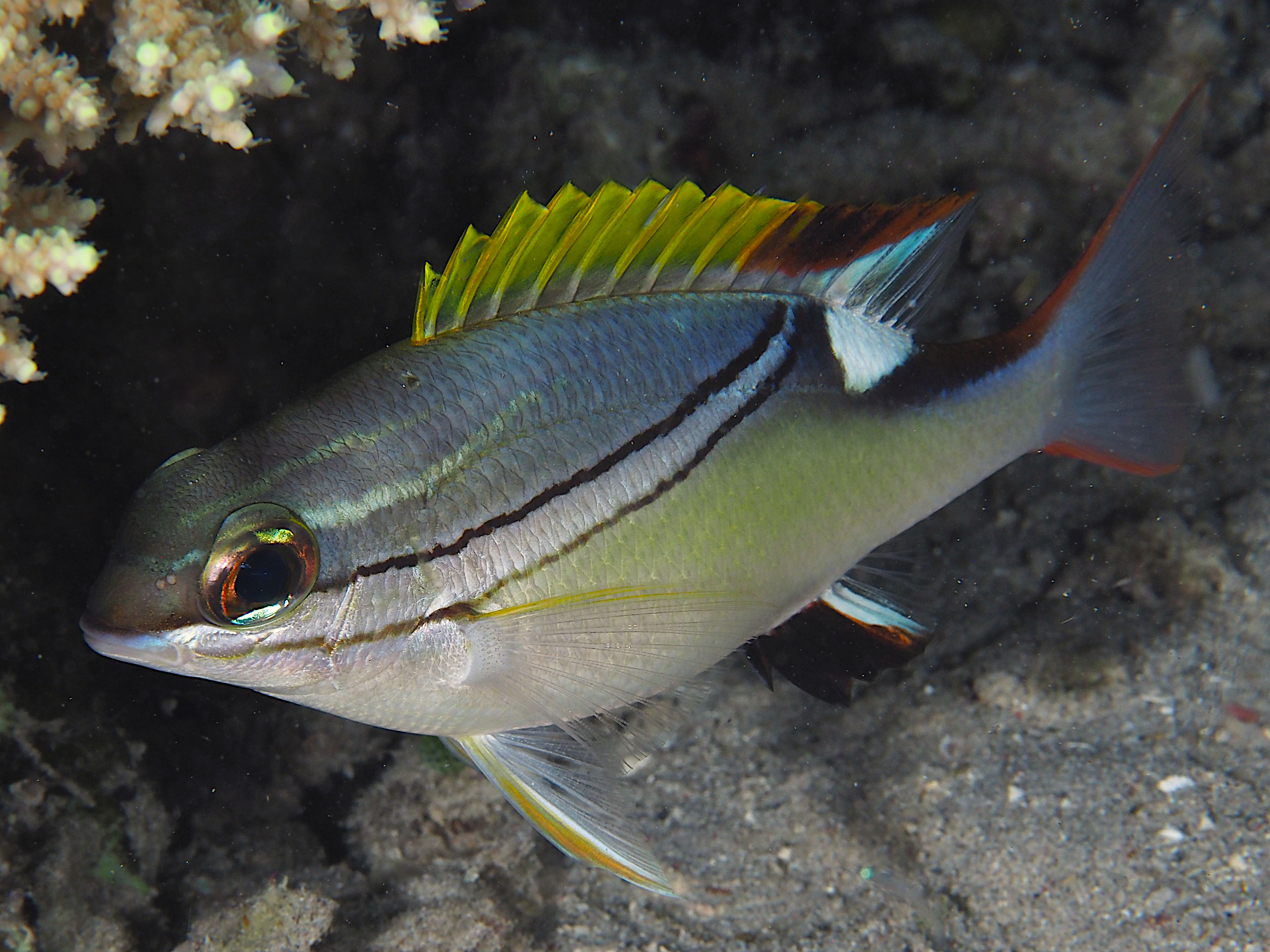 Bridled Monocle Bream - Scolopsis bilineata